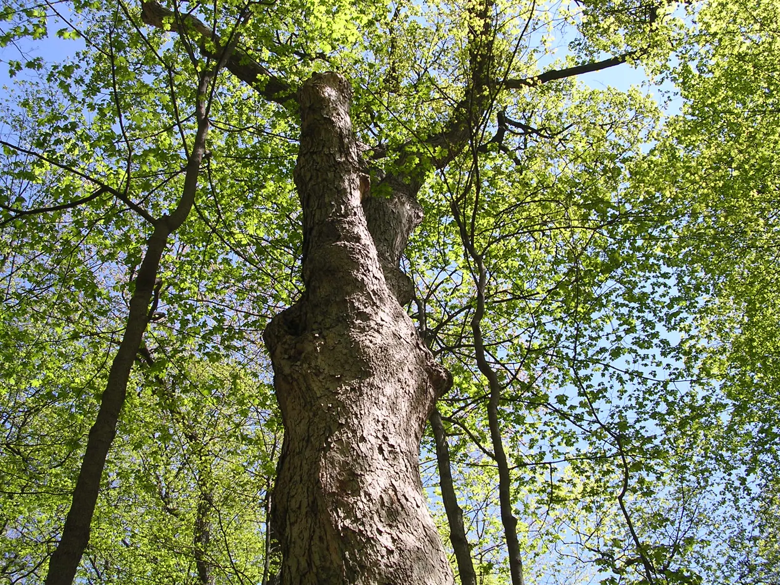 Sugar Maple (Acer Saccharum) — greatly enhancing any landscape design.<br><br>Due to its robust root system and size