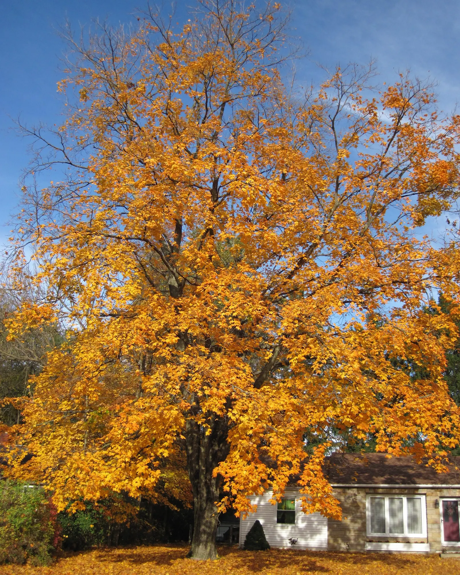 Sugar Maple (Acer Saccharum) — renowned for its vibrant fall coloration and significant contribution to syrup production; this majestic deciduous, image 59