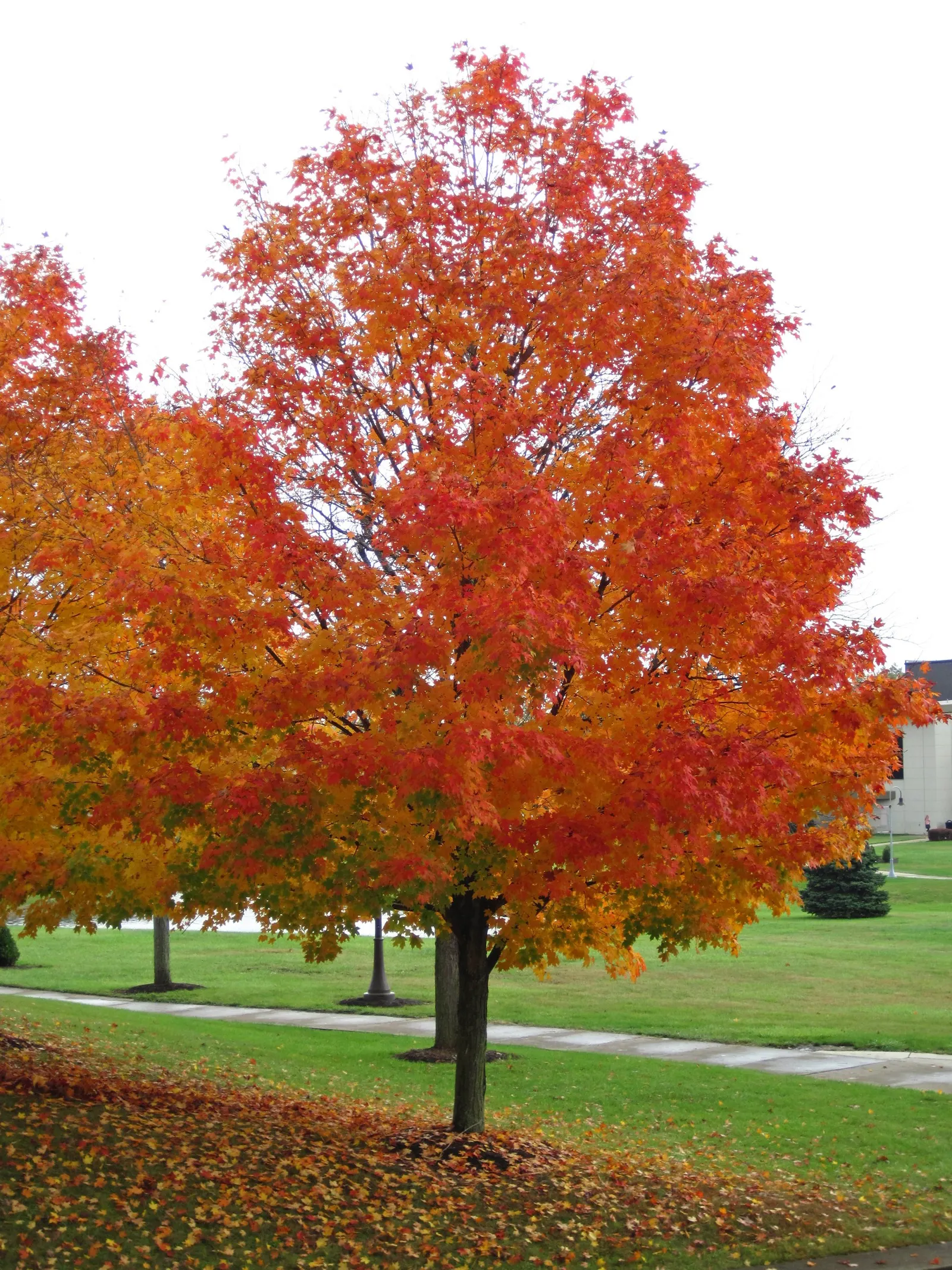 Sugar Maple (Acer Saccharum) — renowned for its vibrant fall coloration and significant contribution to syrup production; this majestic deciduous tree can soar