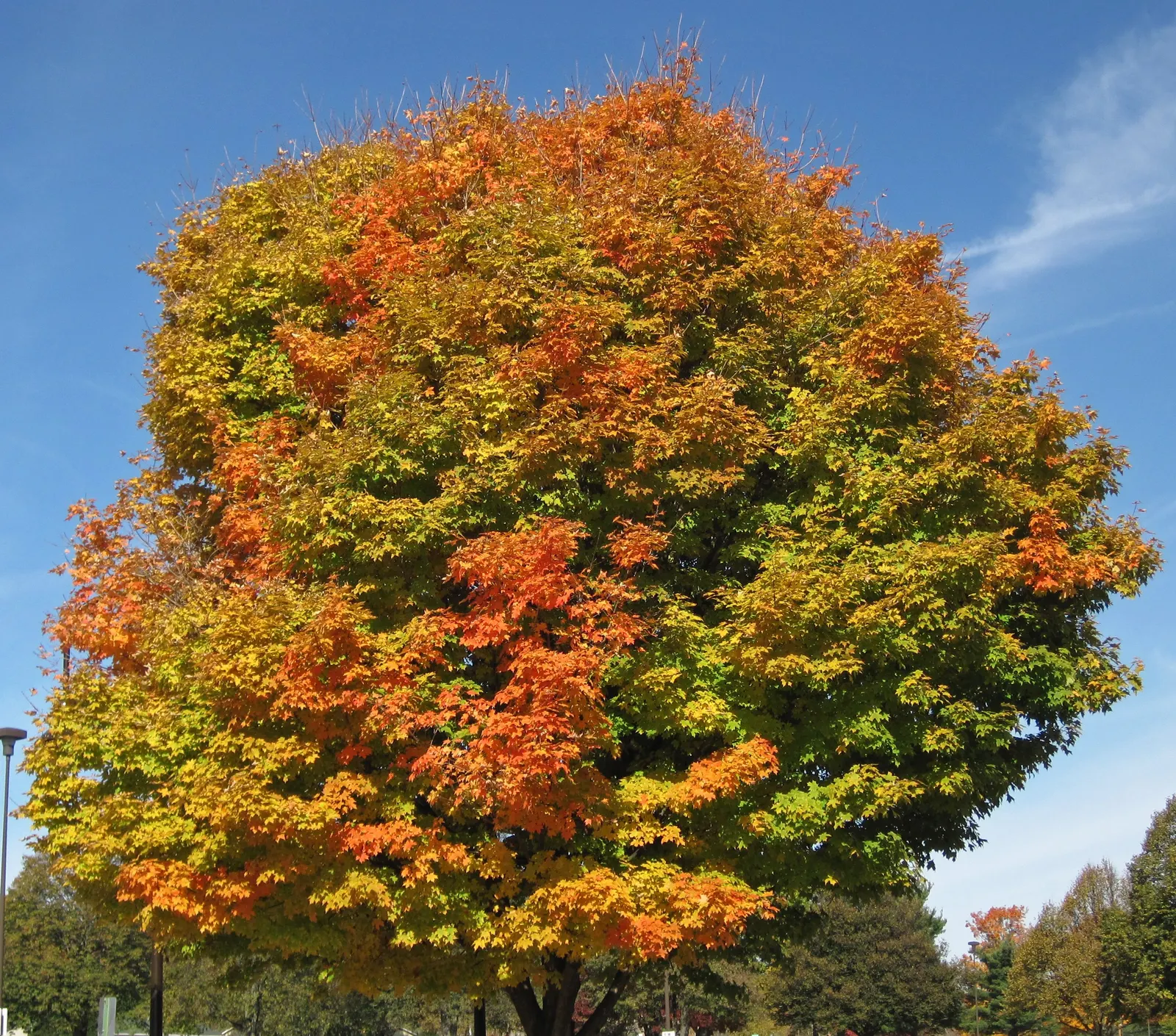 Sugar Maple (Acer Saccharum) — The Sugar Maple (Acer saccharum), renowned for brilliant fall foliage, reaches up to 60-75ft tall