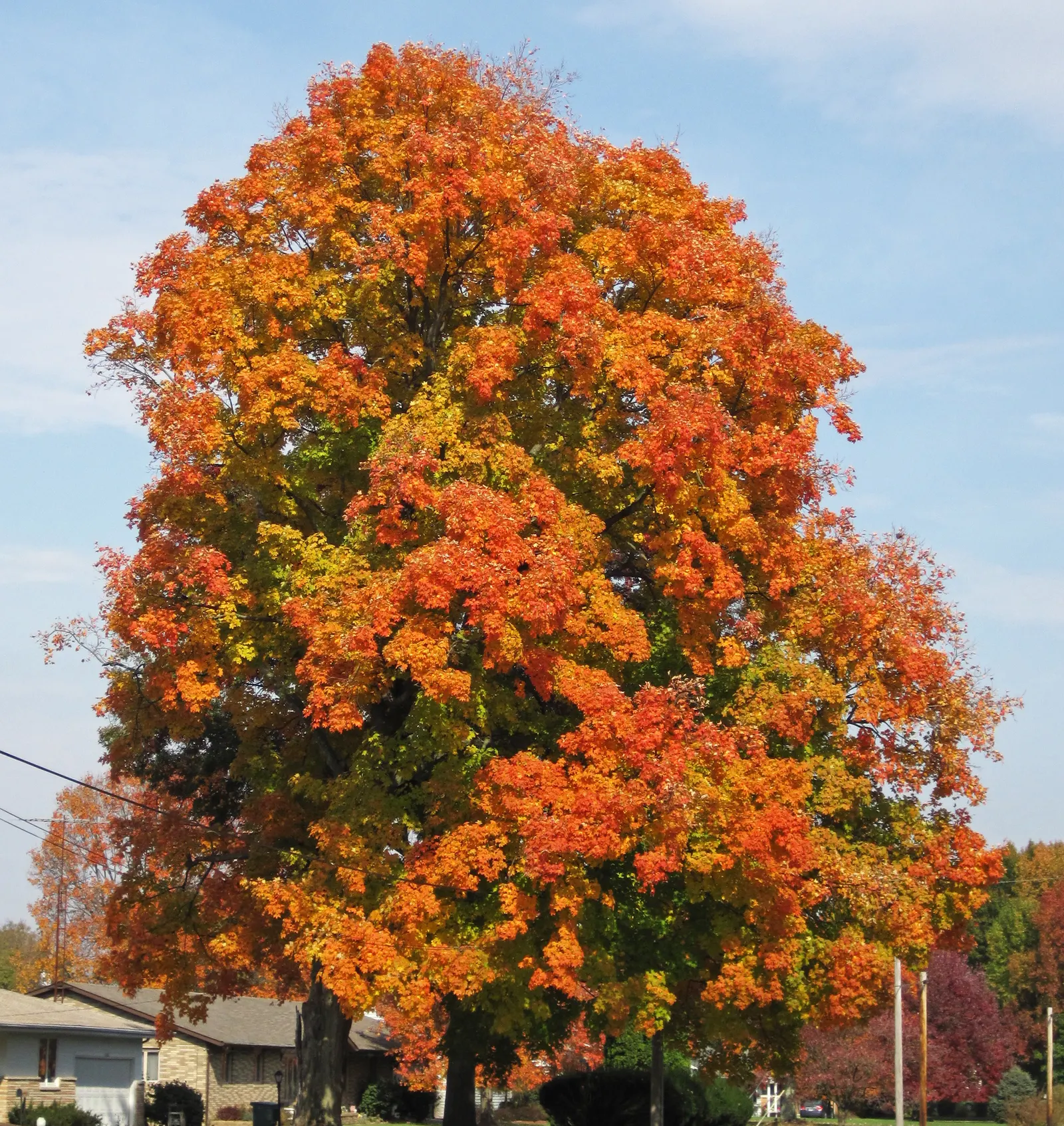 Sugar Maple (Acer Saccharum) — Springtime blooms give way to samaras; tree for full