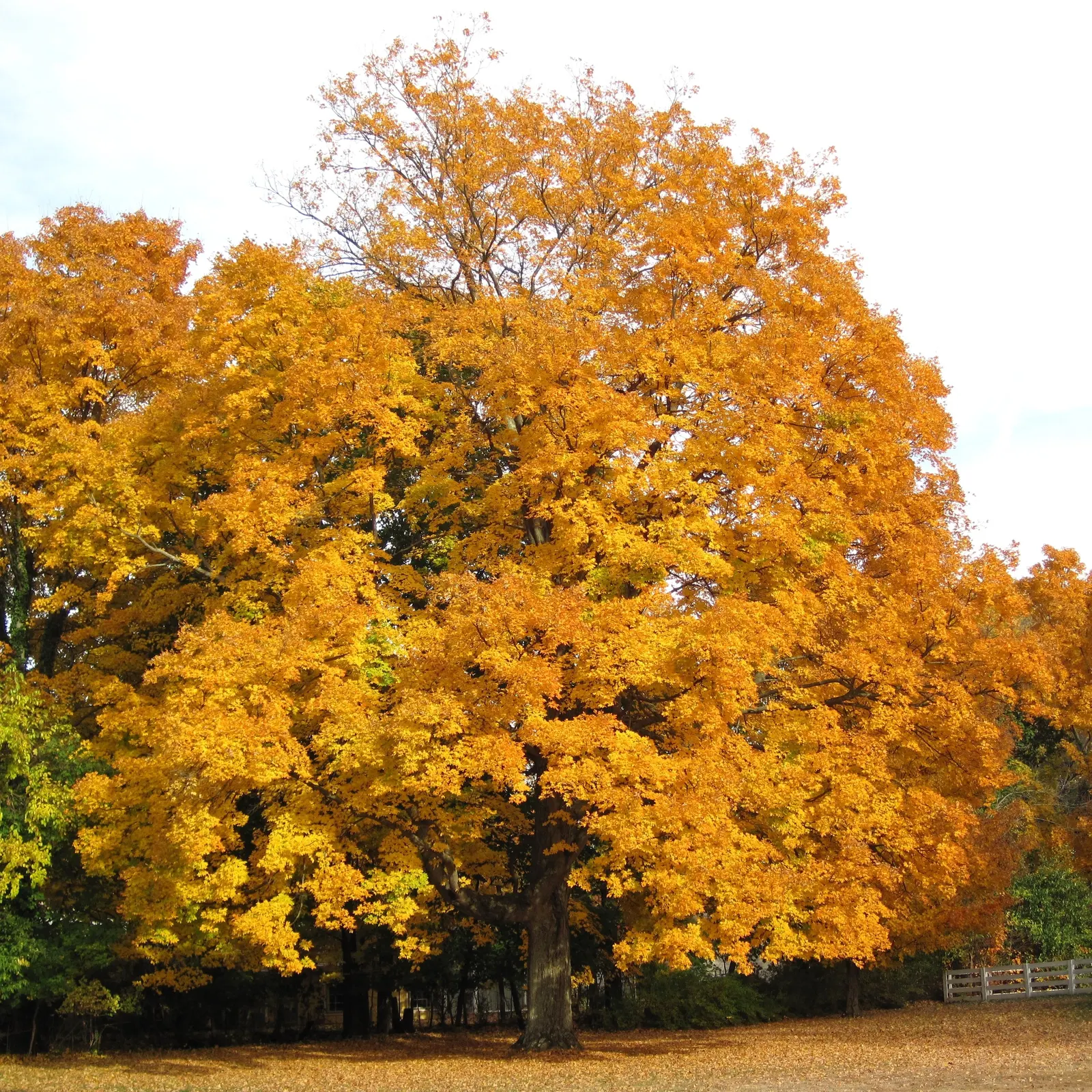 Sugar Maple (Acer Saccharum) — Hardiness is one of its strengths; Acer saccharum thrives in USDA Hardiness Zones 3 to 8; loamy conditions with full sun to