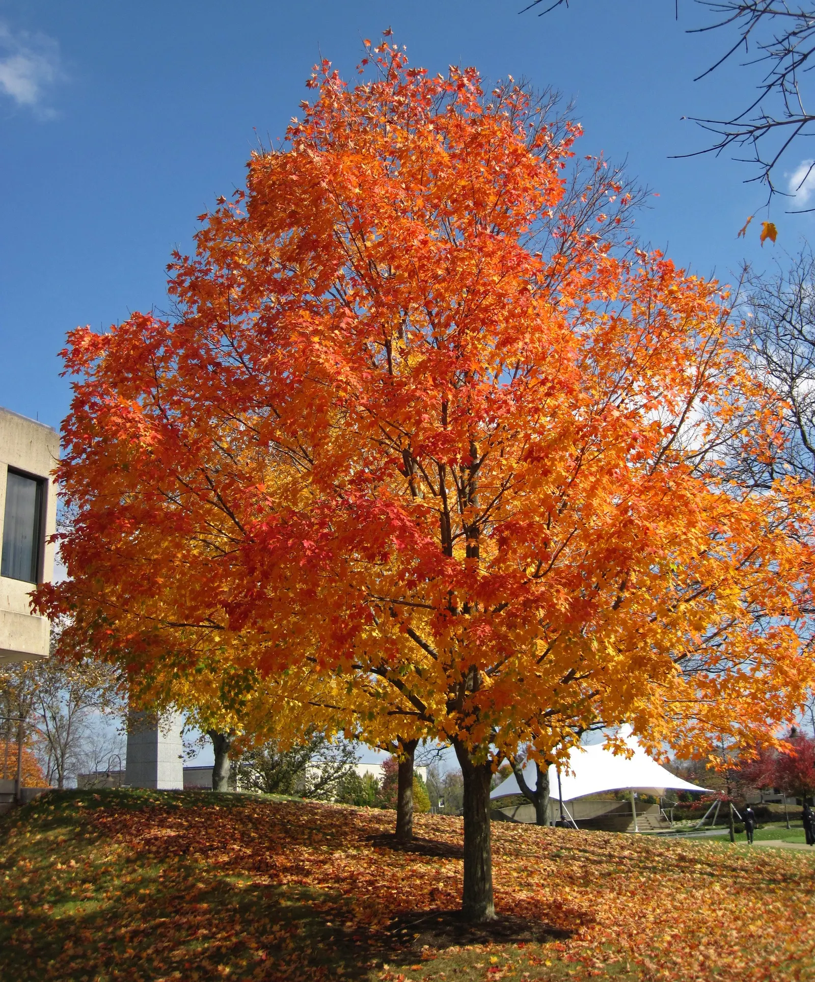 Sugar Maple (Acer Saccharum) — is a prominent feature of many temperate landscapes; it prefers well-drained, fertile soil, and full to partial sun