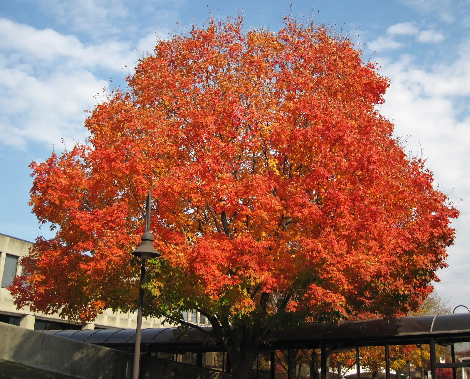 Sugar Maple (Acer Saccharum) — Regular watering and seasonal mulching will help to maintain its health and vigor; is a prominent feature of many temperate