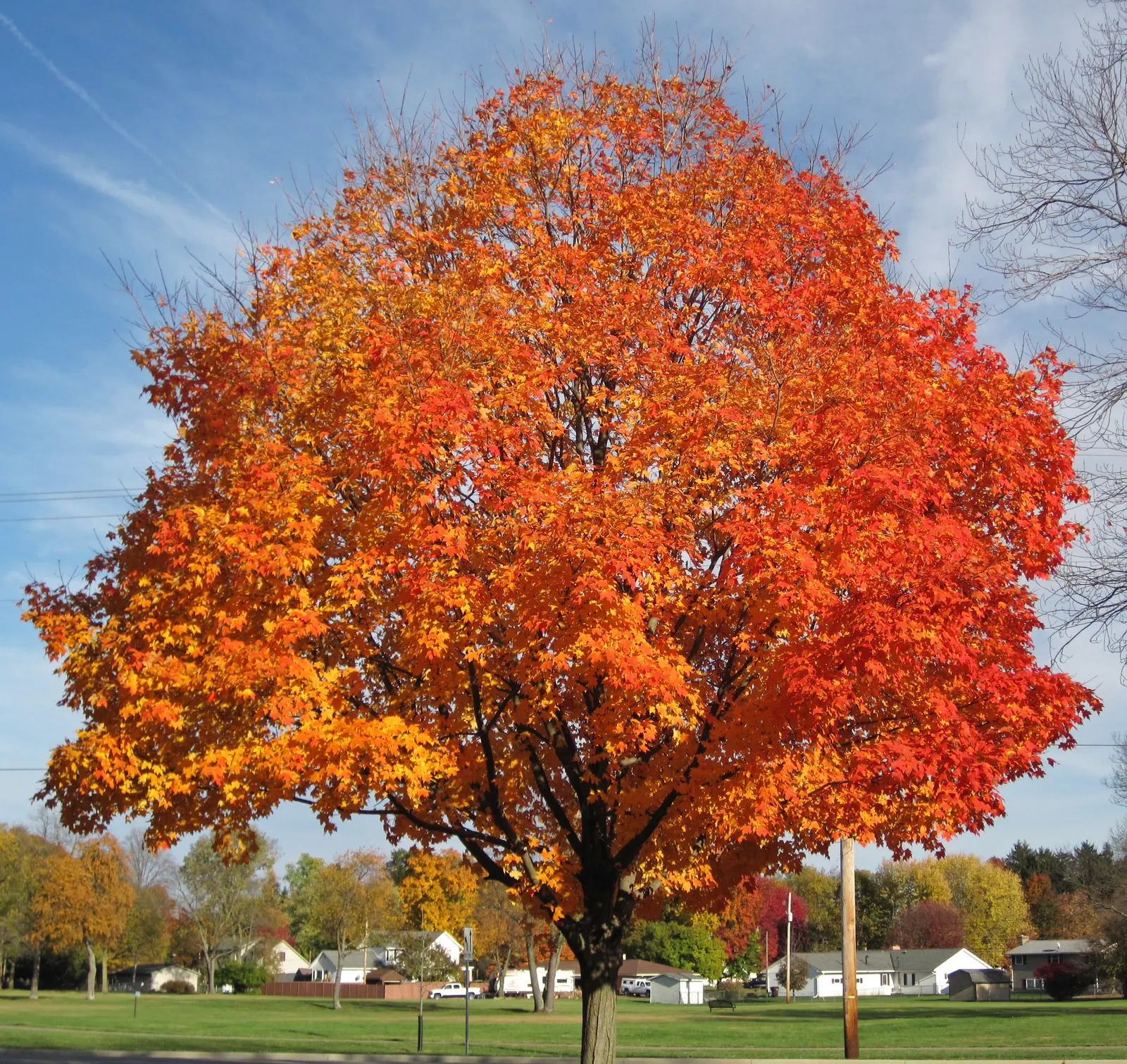 Sugar Maple (Acer Saccharum) — The Sugar Maple (Acer saccharum), renowned for brilliant fall foliage, reaches up to 60-75ft tall; springtime blooms, image 51