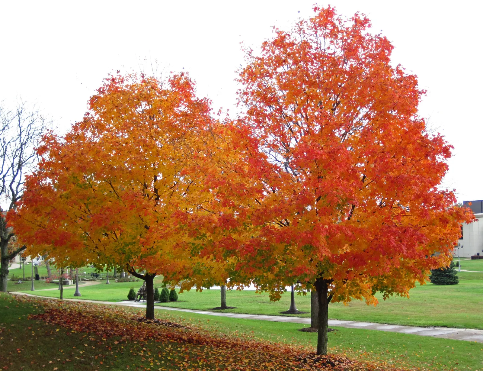 Sugar Maple (Acer Saccharum) — loamy conditions with full sun to partial shade exposure