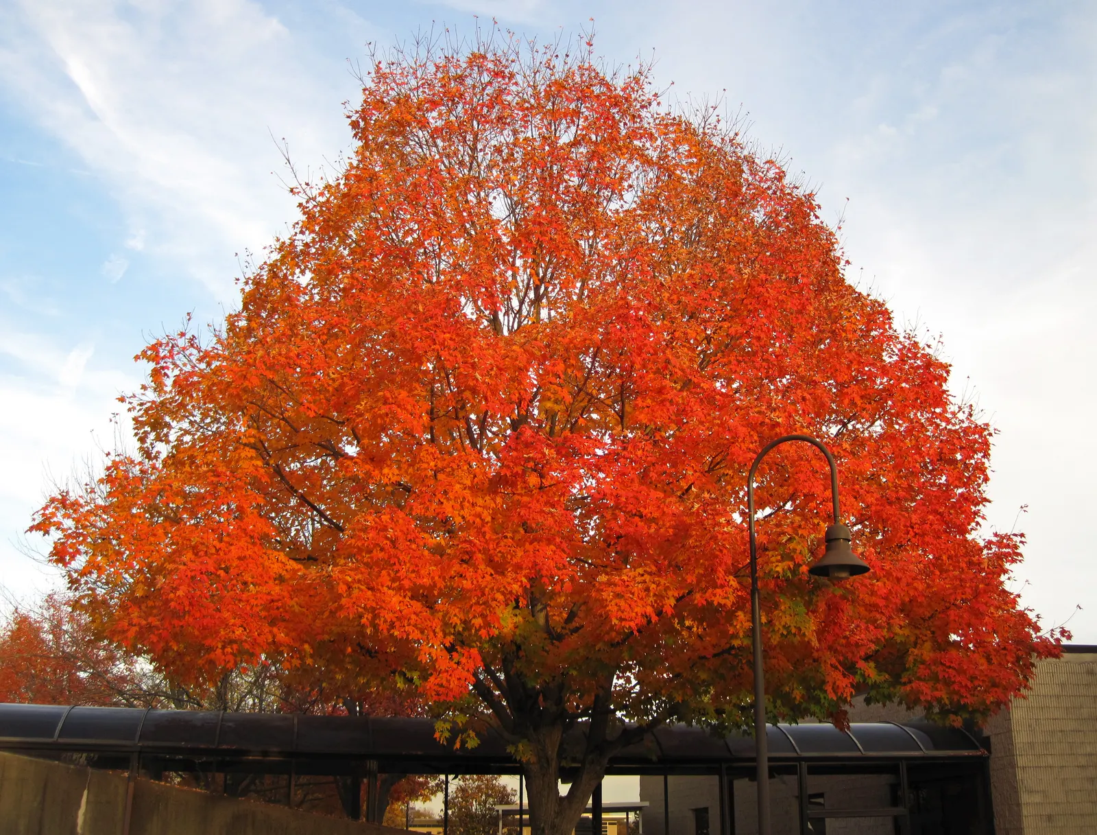Sugar Maple (Acer Saccharum) — This majestic deciduous tree can soar to heights of 60 to 75 feet