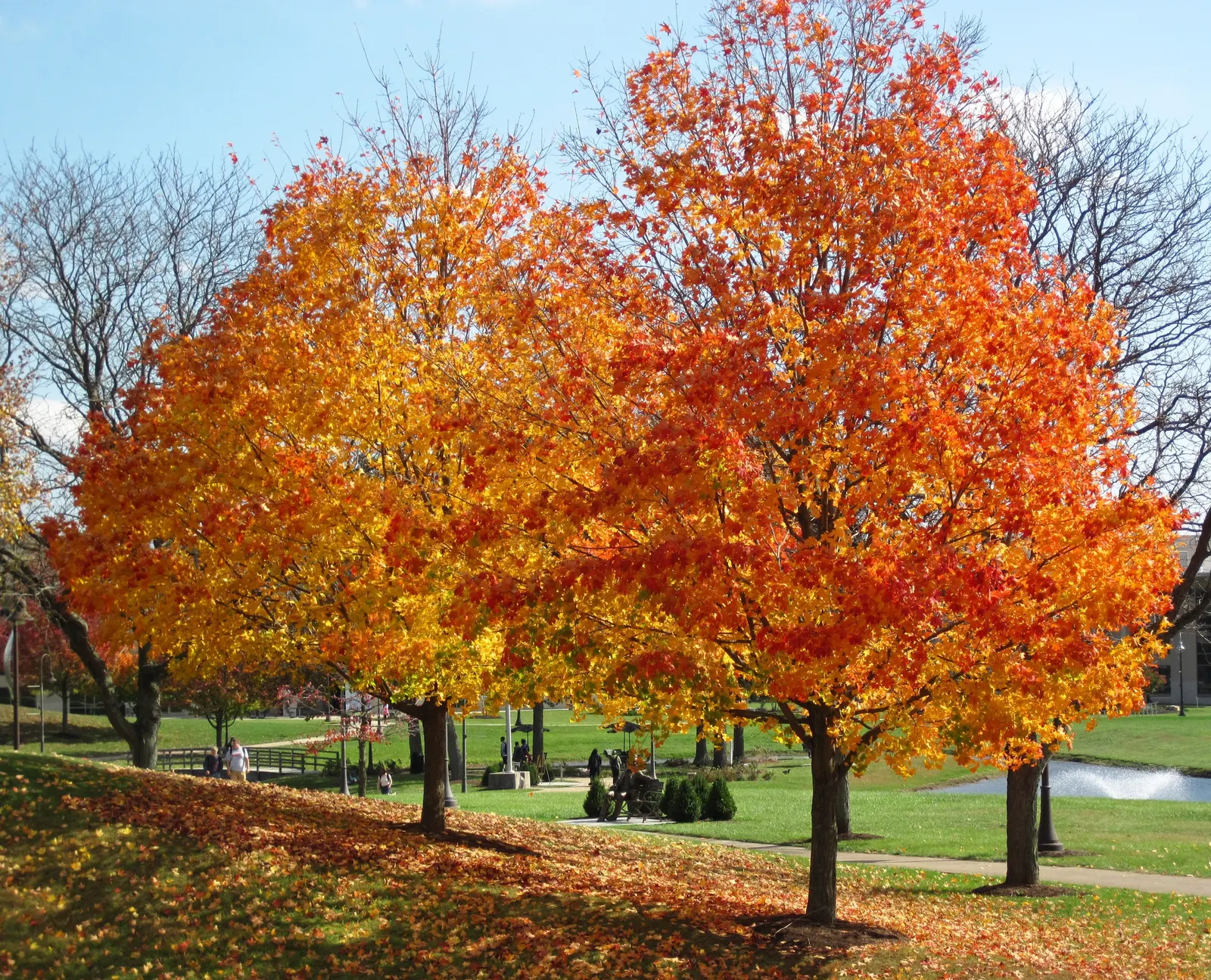 Sugar Maple (Acer Saccharum) — Offers substantial shade and is ideal for spacious landscapes; slightly acidic to neutral soils (pH 5.5 to 7.3), image 56