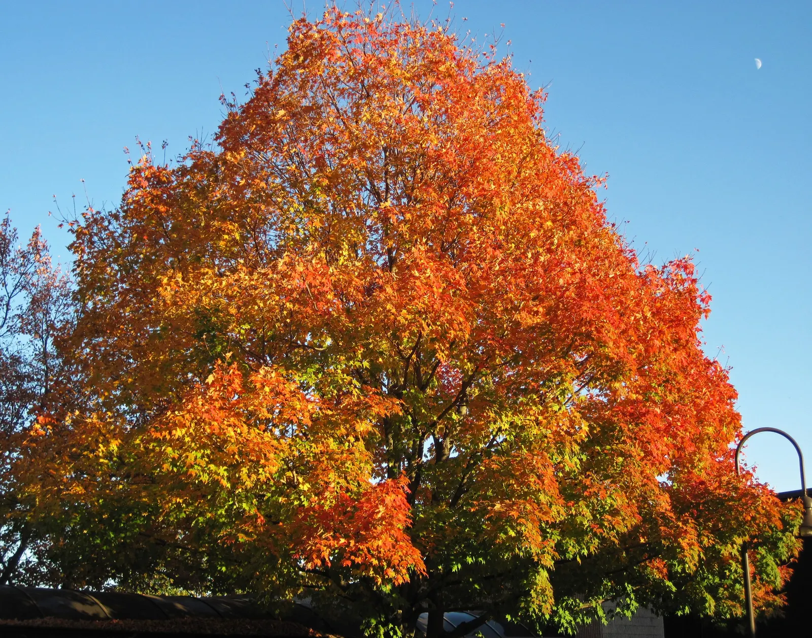 Sugar Maple (Acer Saccharum) — making it an excellent choice for expansive yards and public spaces.<br><br>Its growth rate is moderate