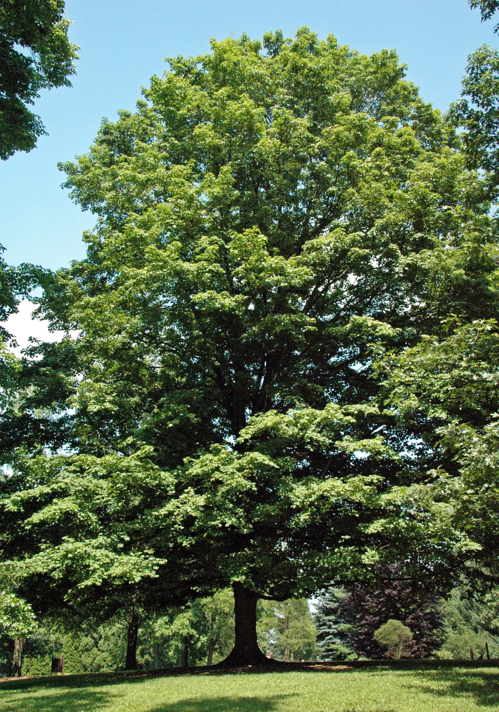 Sugar Maple (Acer Saccharum) — making it an excellent choice for expansive yards and public spaces.<br><br>Its growth rate is moderate; offers substantial