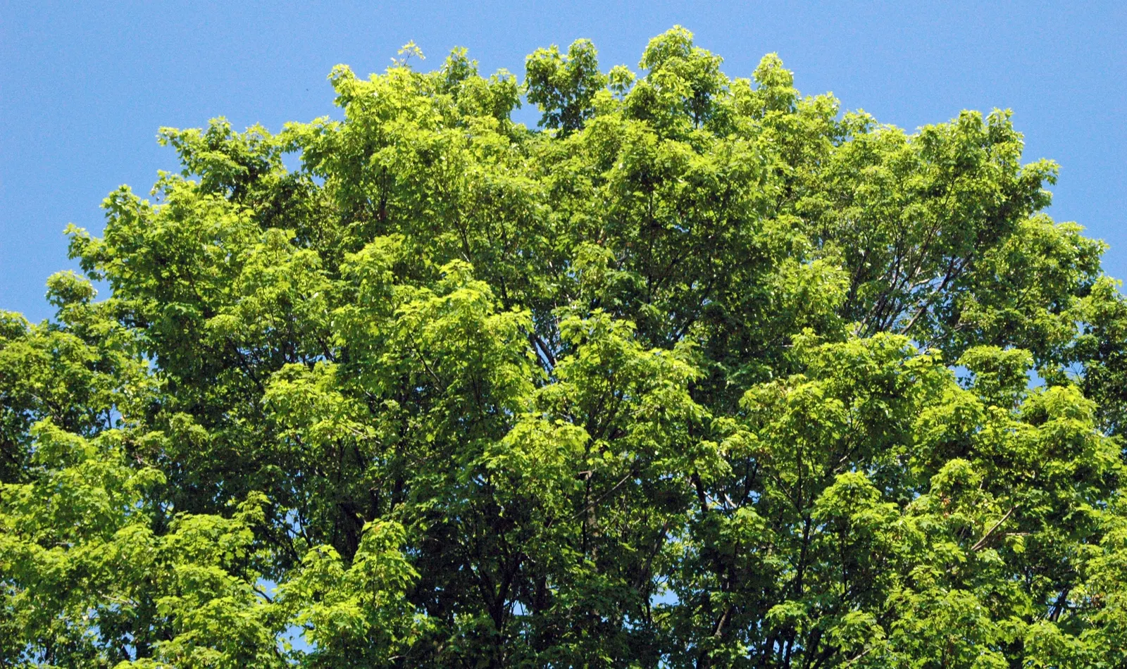 Sugar Maple (Acer Saccharum) — It prefers well-drained, fertile soil, and full to partial sun