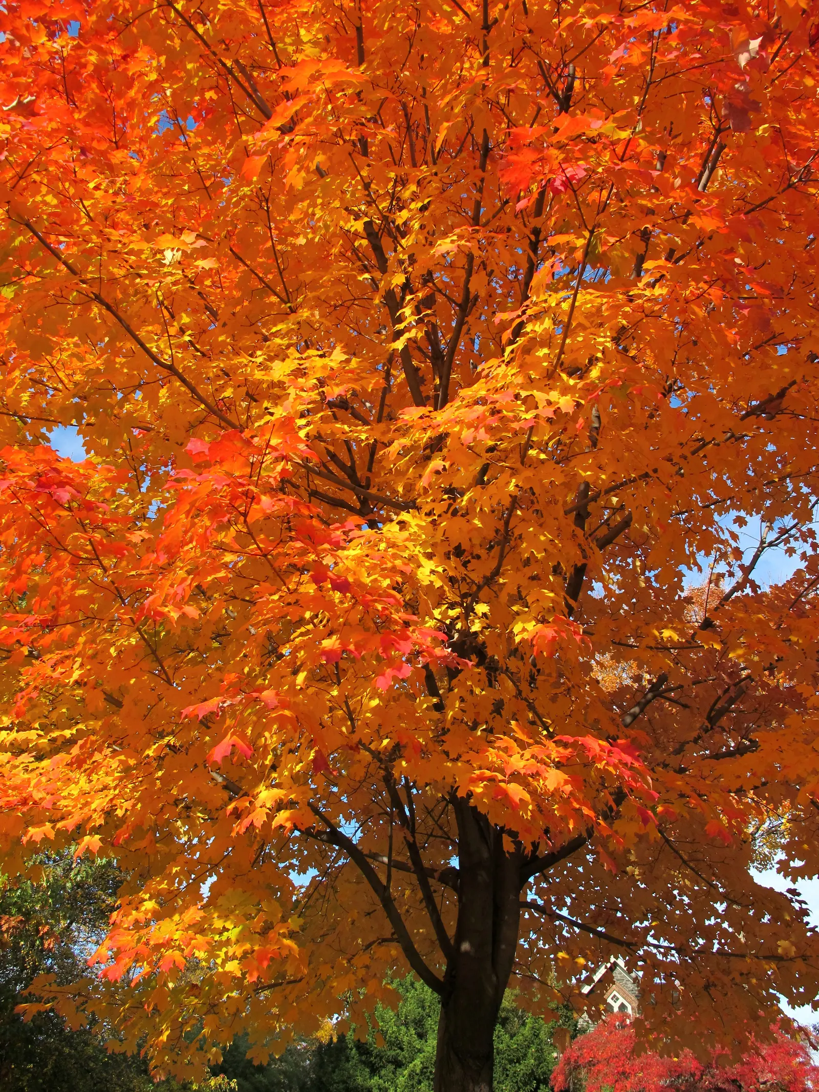 Sugar Maple (Acer Saccharum) — typically around 12 to 24 inches per annum, image 63