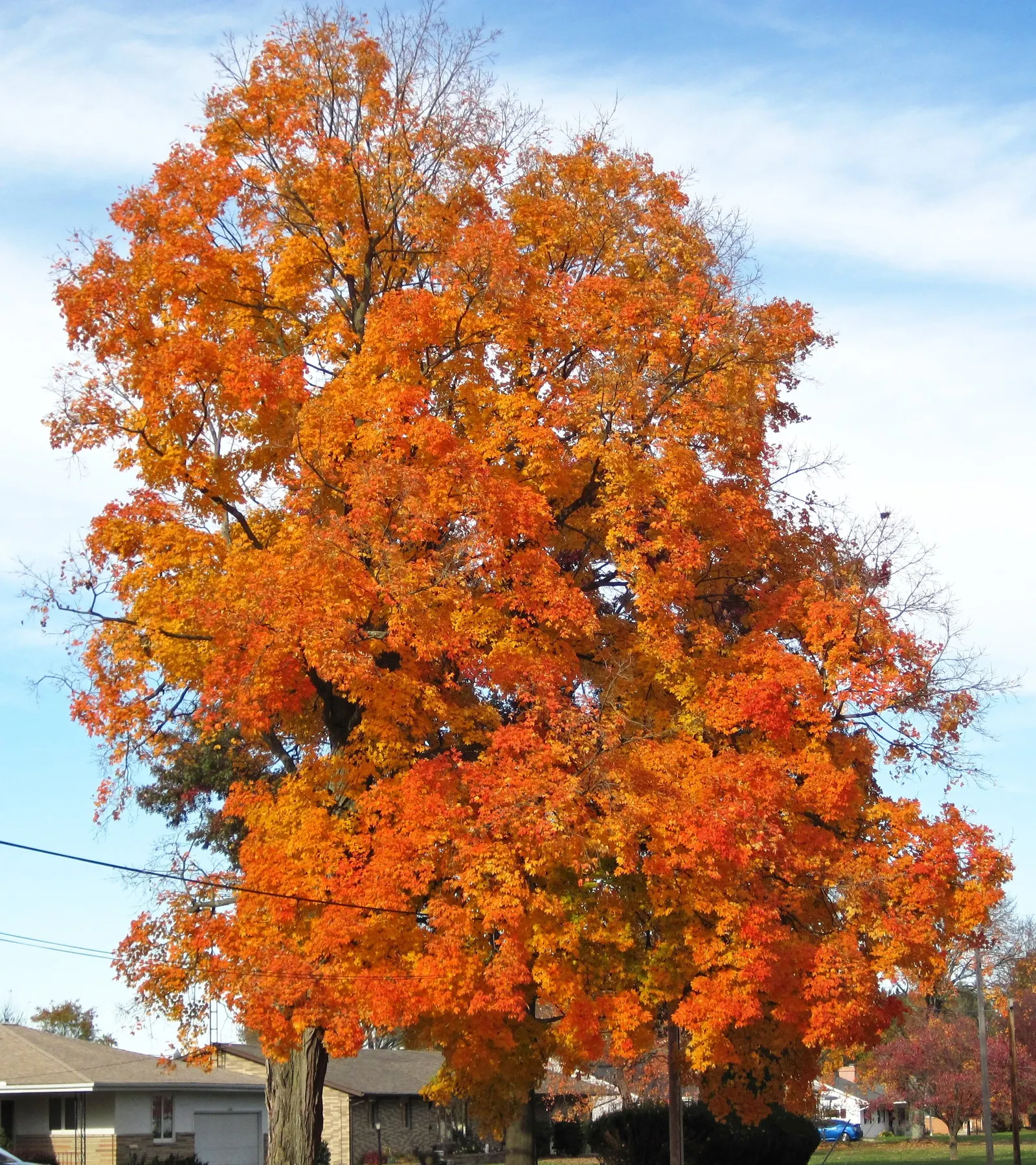 Sugar Maple (Acer Saccharum) — Regular watering and seasonal mulching will help to maintain its health and vigor