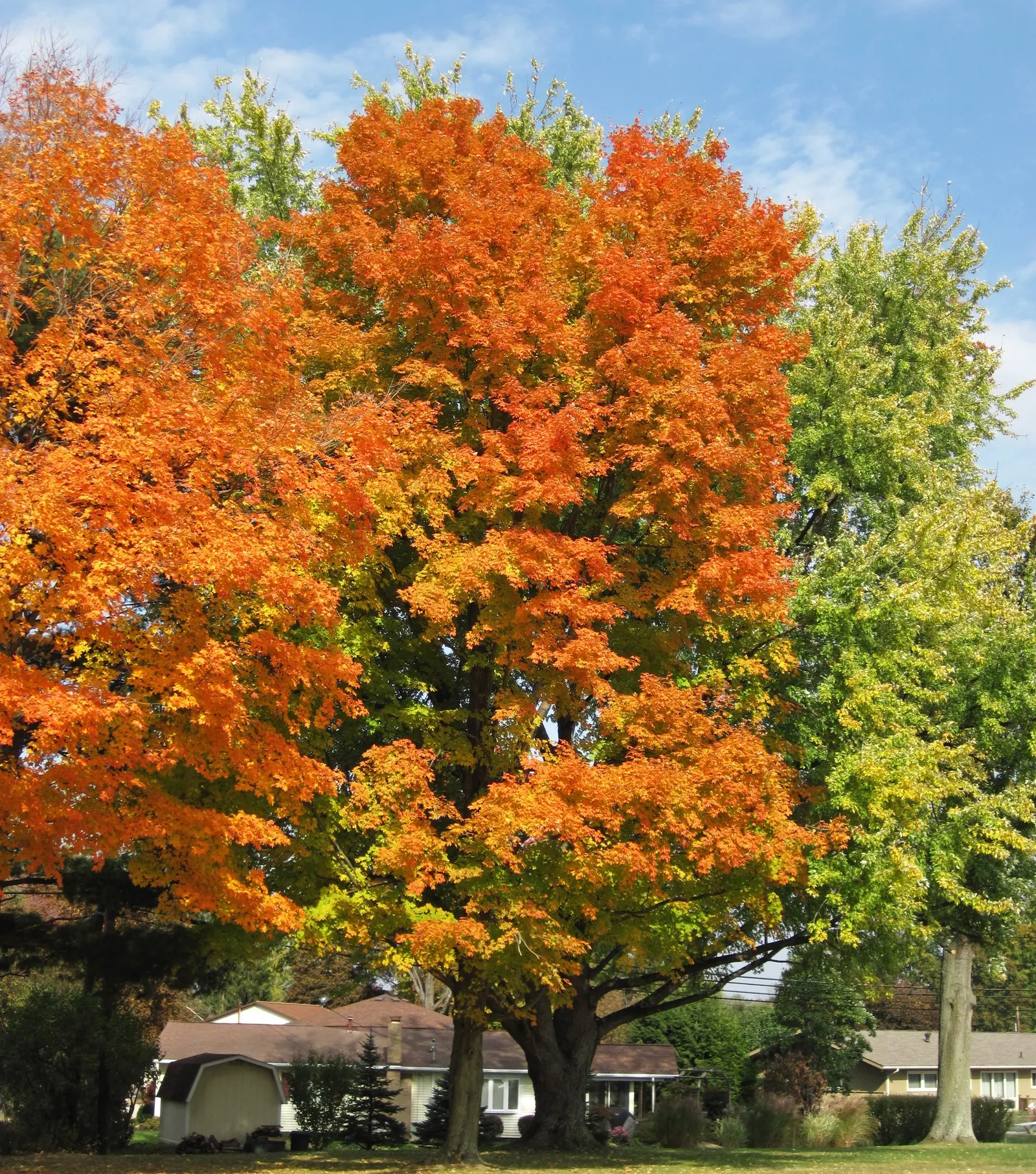 Sugar Maple (Acer Saccharum) — This seasonal color transition offers a spectacular display