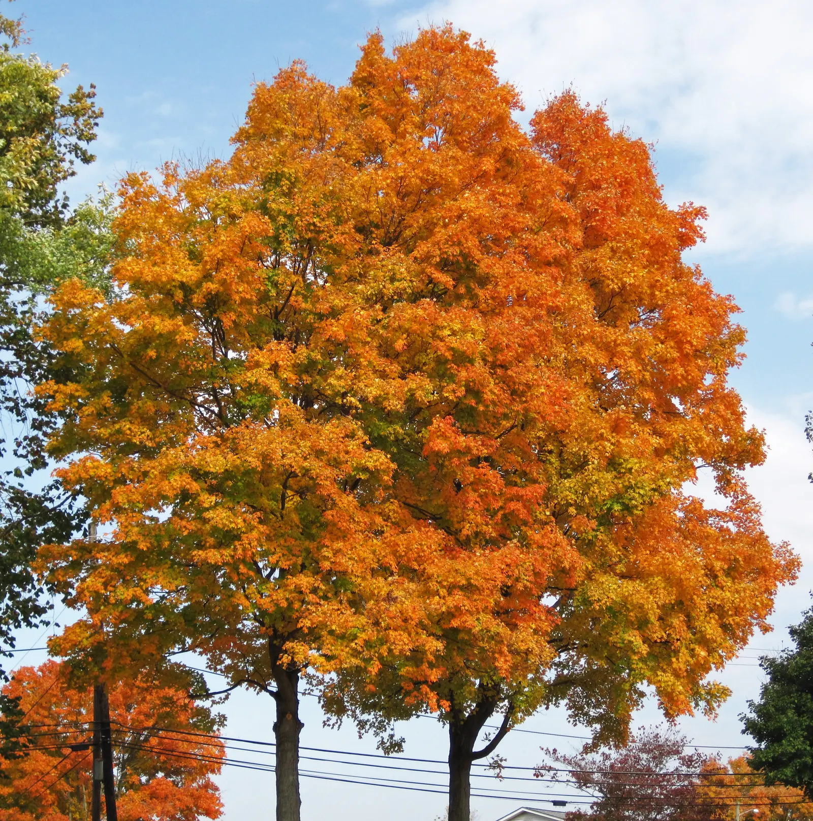 Sugar Maple (Acer Saccharum) — enduring winter temperatures as low as -40&deg;F.<br><br>The Sugar Maple's leave are a distinguishing feature; regular watering