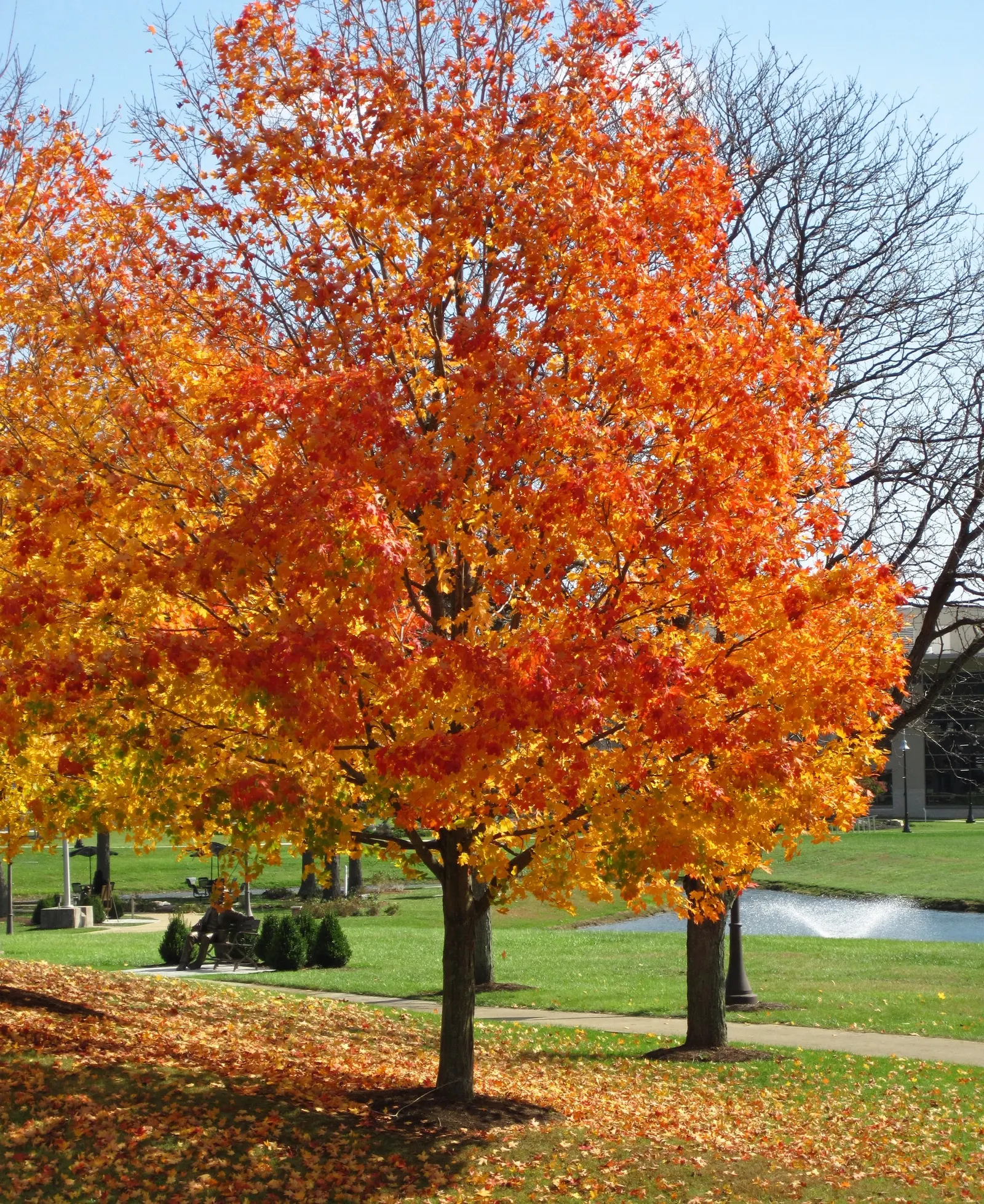 Sugar Maple (Acer Saccharum) — enduring winter temperatures as low as -40&deg;F.<br><br>The Sugar Maple's leave are a distinguishing feature