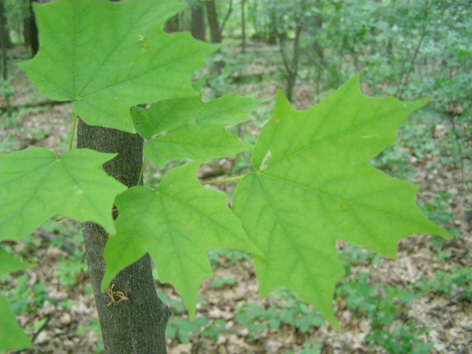 Sugar Maple (Acer Saccharum) — scientifically known as Acer saccharum; this seasonal color transition offers a spectacular display, image 57