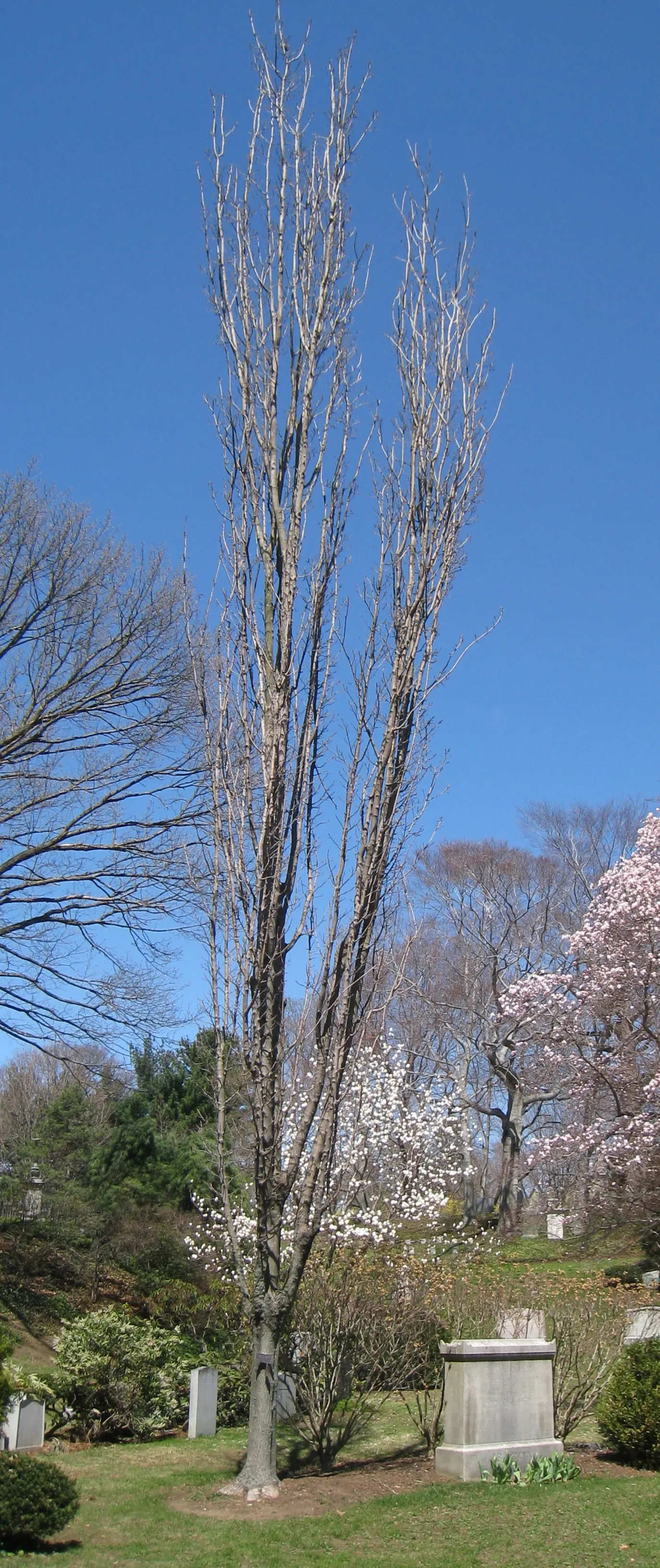 Sugar Maple (Acer Saccharum) — with a stately spread of 40 to 50 feet
