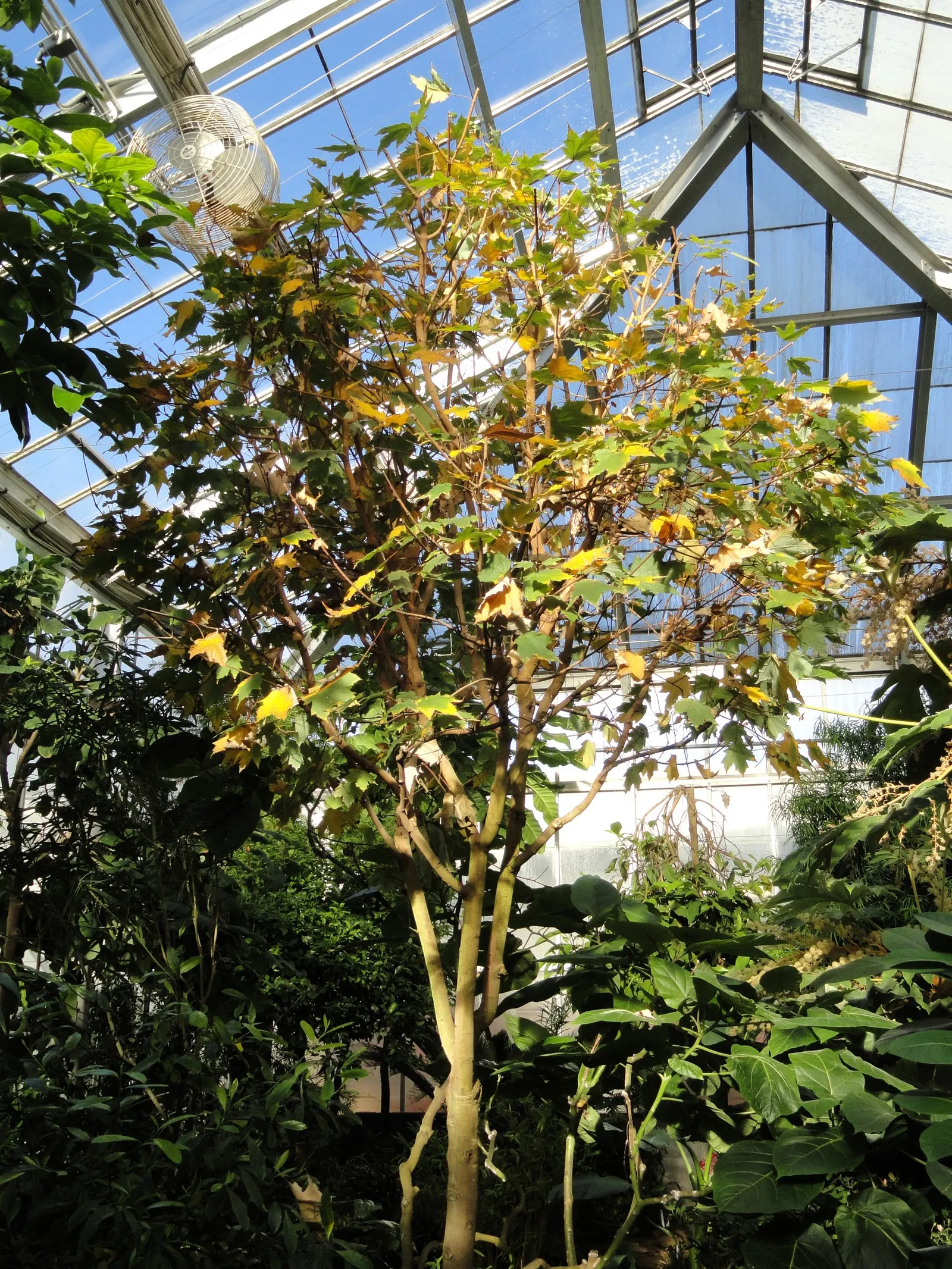 Sugar Maple (Acer Saccharum) — This hardy deciduous tree has a 40-50ft spread and thrives in USDA zones 4-8