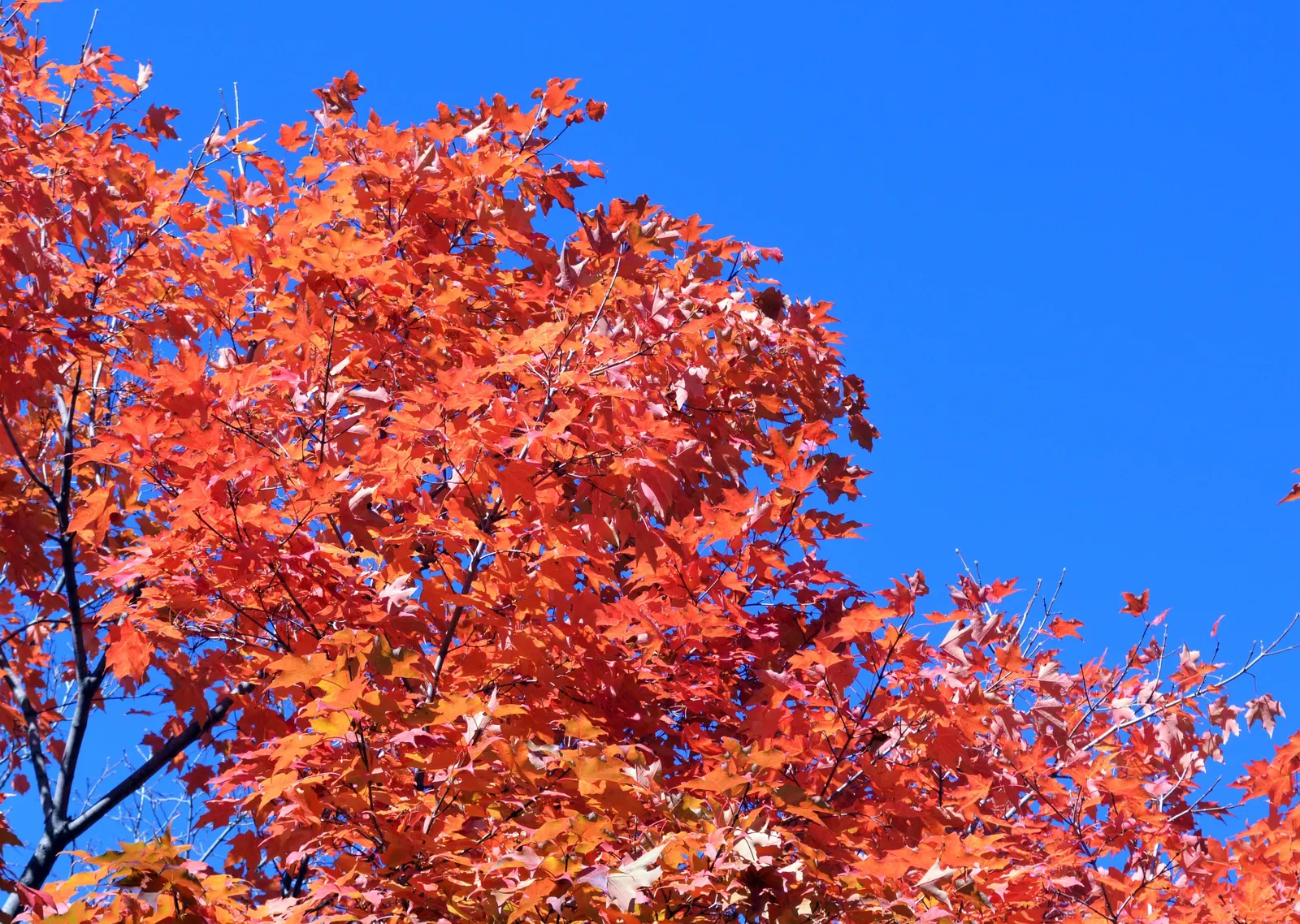 Sugar Maple (Acer Saccharum) — Springtime blooms give way to samaras