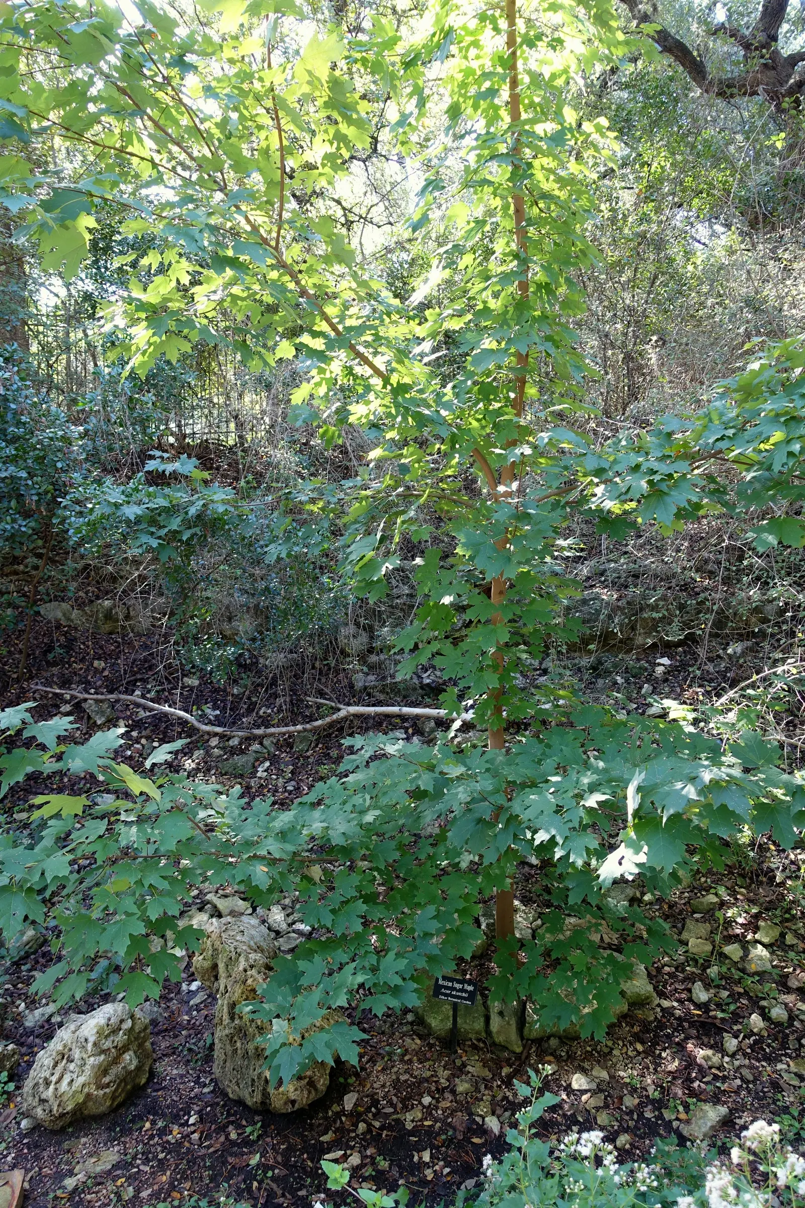 Sugar Maple (Acer Saccharum) — It prefers well-drained, fertile soil, and full to partial sun; enduring winter temperatures as low as -40&deg;F.<br><br>The