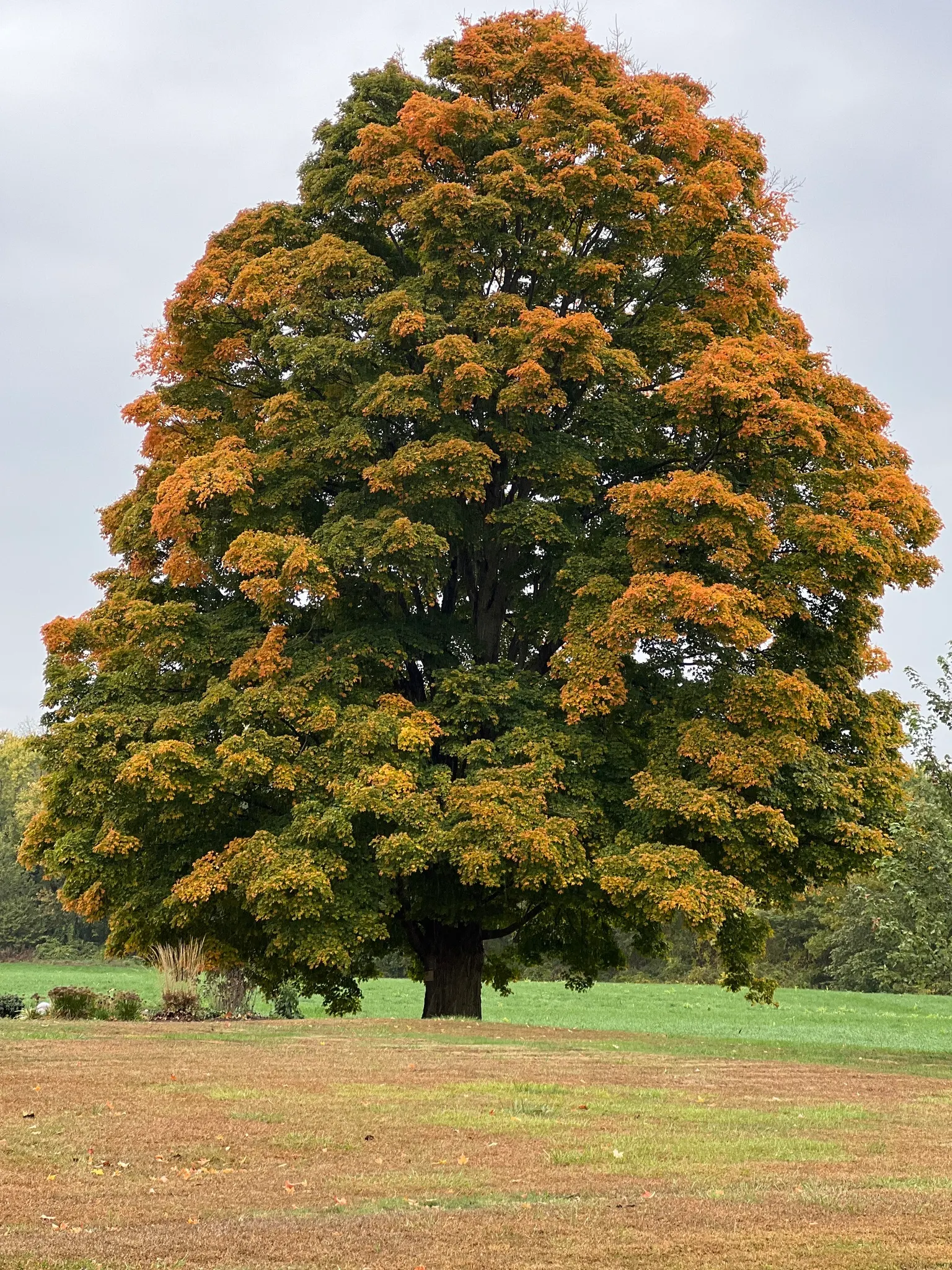 Sugar Maple (Acer Saccharum) — loamy conditions with full sun to partial shade exposure; renowned for its vibrant fall coloration and significant contribution