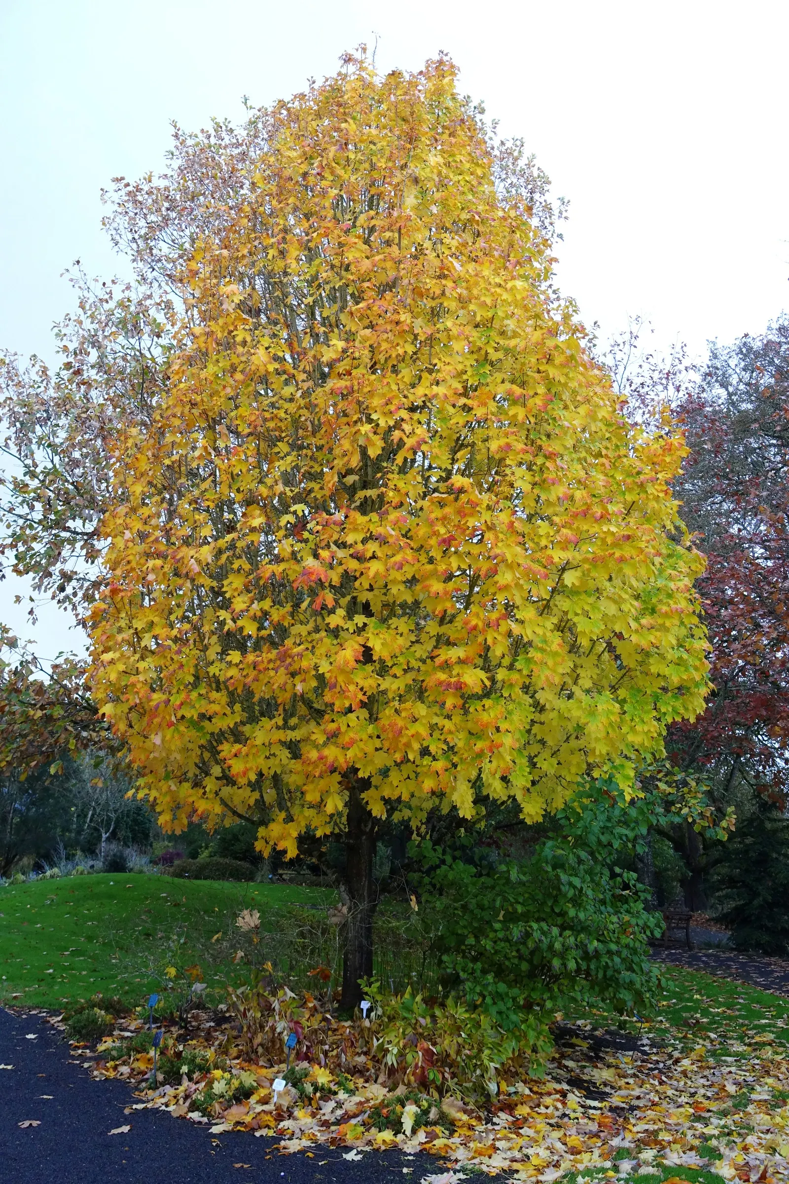 Sugar Maple (Acer Saccharum) — slightly acidic to neutral soils (pH 5.5 to 7.3)