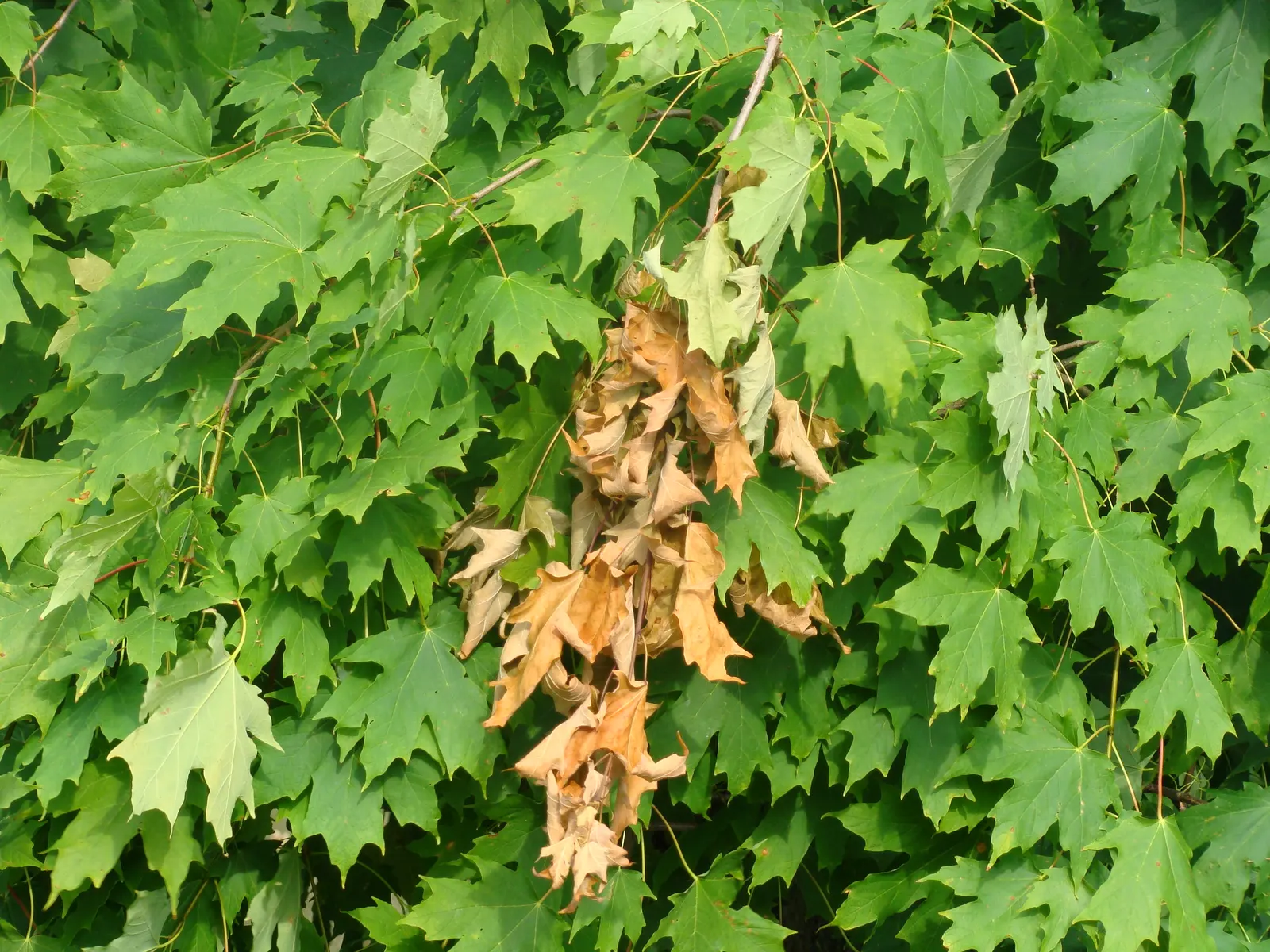 Sugar Maple (Acer Saccharum) — This hardy deciduous tree has a 40-50ft spread and thrives in USDA zones 4-8; with a stately spread of 40 to 50 feet, image 52