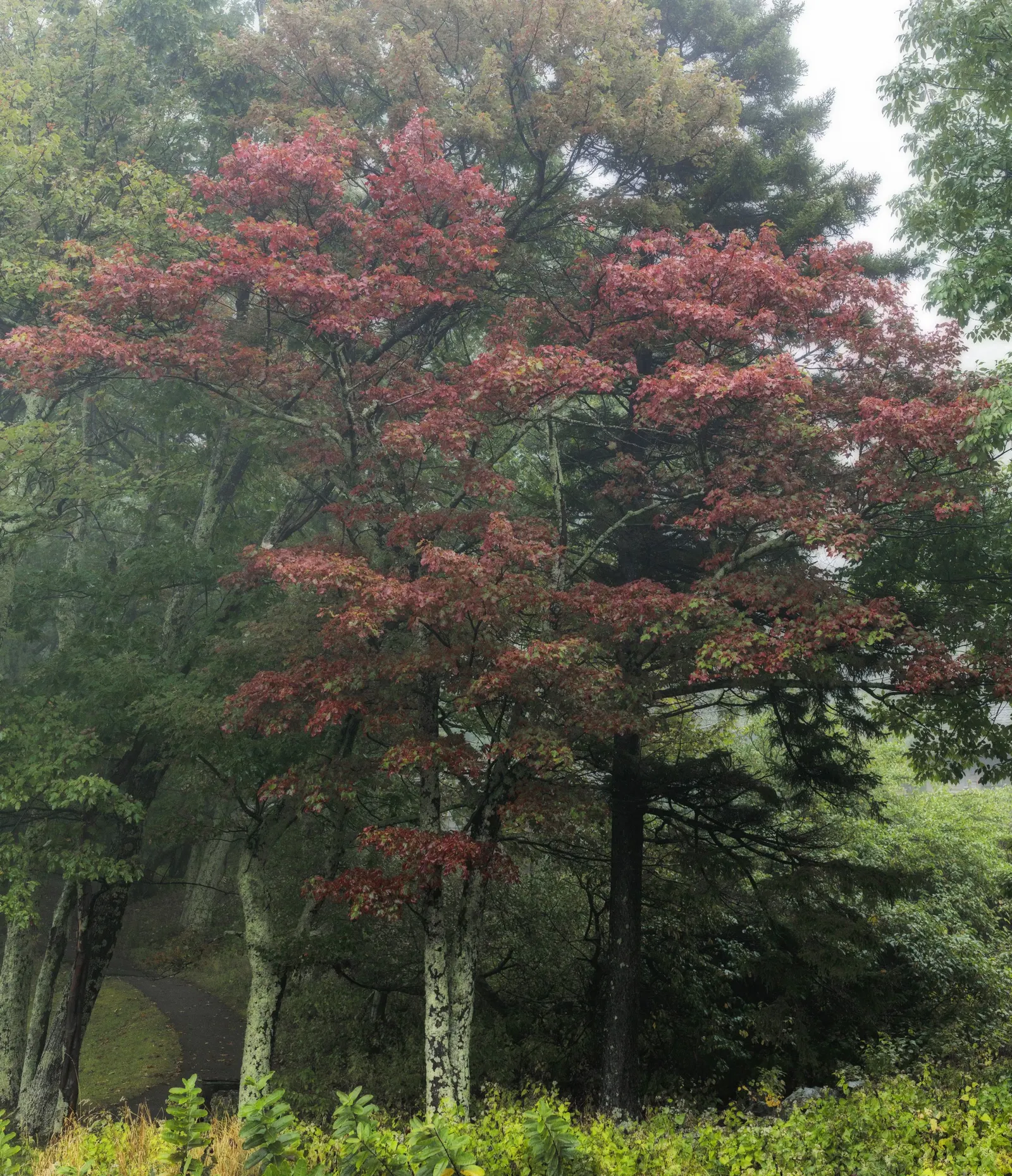 Sugar Maple (Acer Saccharum) — ensuring a long-standing presence in the designed landscape