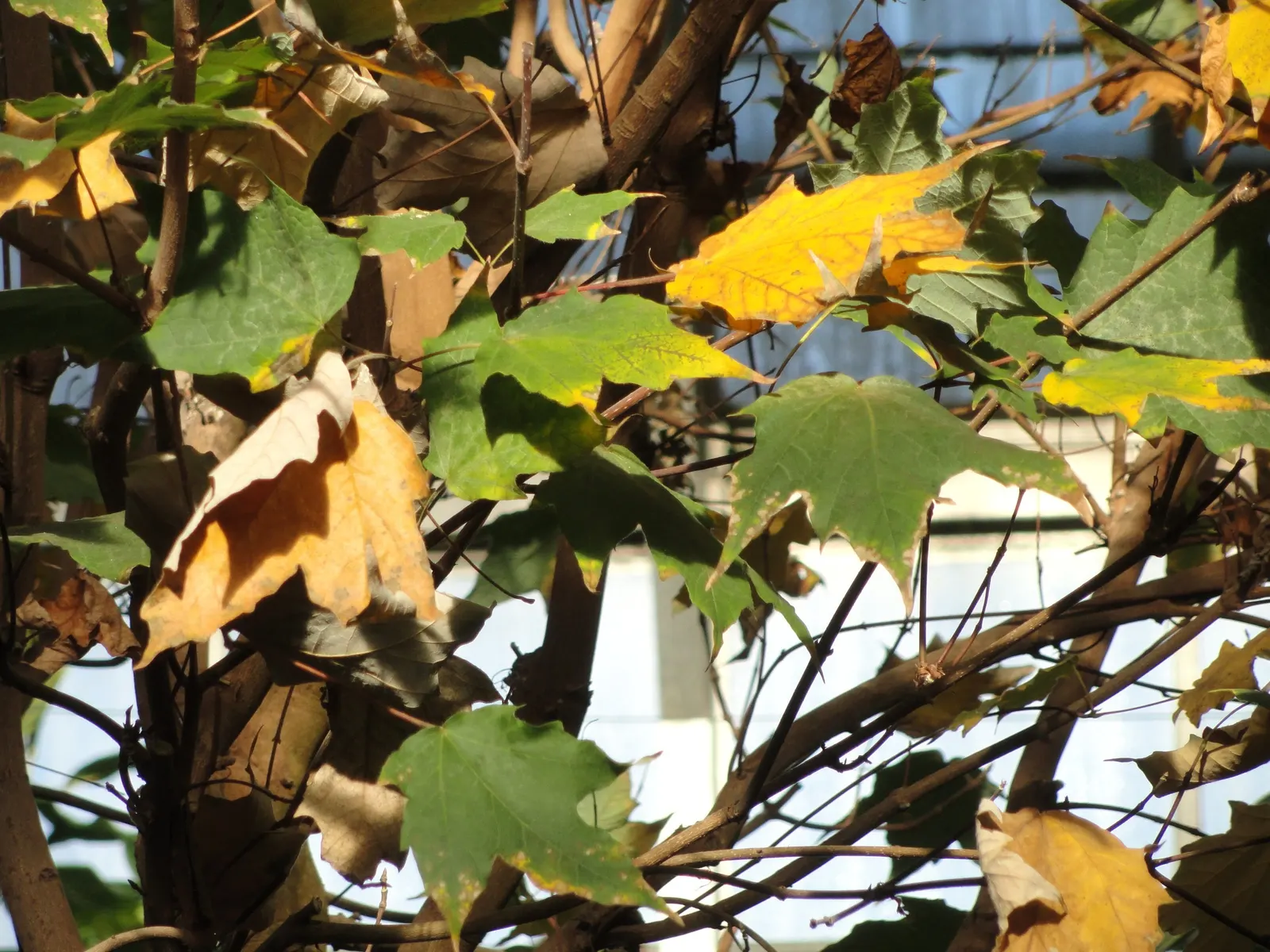 Sugar Maple (Acer Saccharum) — While it is adaptable to a range of soil types; this hardy deciduous tree has a 40-50ft spread and thrives in USDA zones 4-8