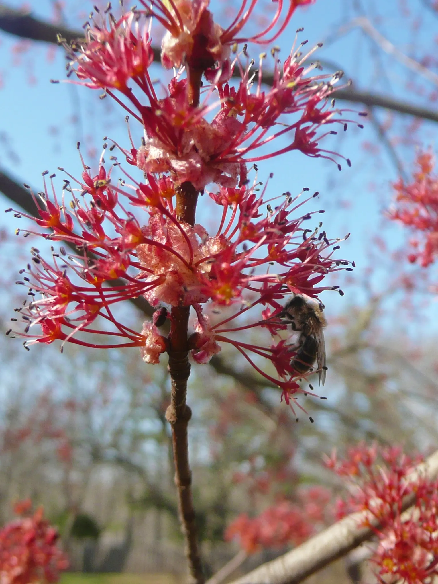 Sugar Maple (Acer Saccharum) — with a stately spread of 40 to 50 feet; ensuring a long-standing presence in the designed landscape