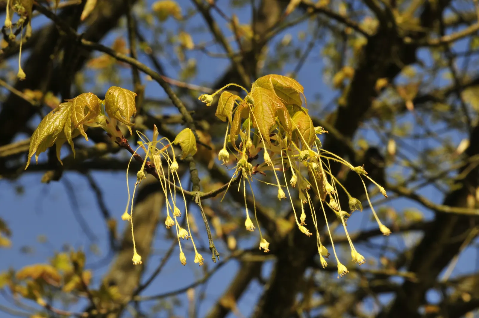 Sugar Maple (Acer Saccharum) — turning from a lush green in summer to a brilliant palette of orange