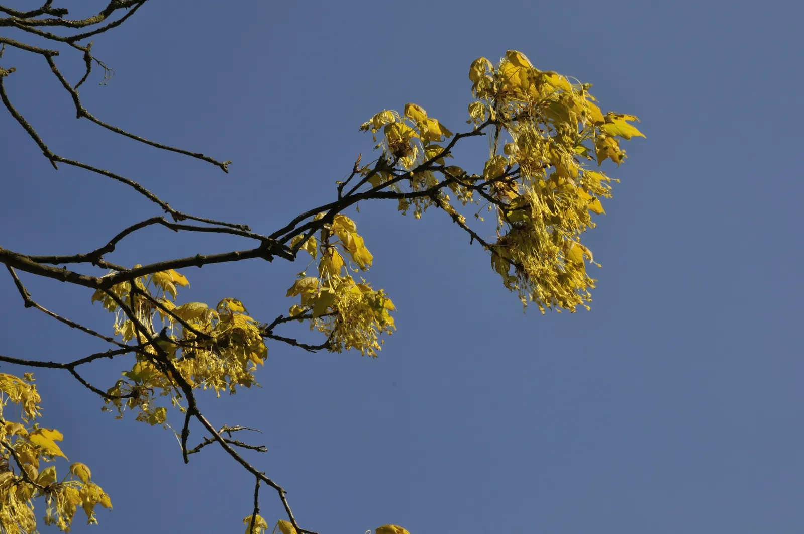 Sugar Maple (Acer Saccharum) — Notable for its sap, which is used in making maple syrup; scientifically known as Acer saccharum