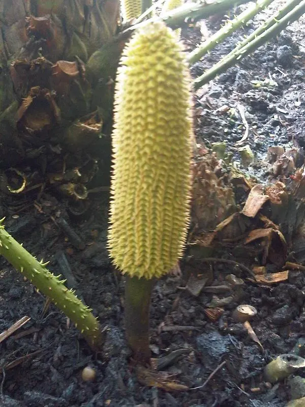 Mexican Horncone (Ceratozamia Mexicana) — the Mexican Horncone displays a rich; this evergreen perennial is well-regarded in landscape design for both its