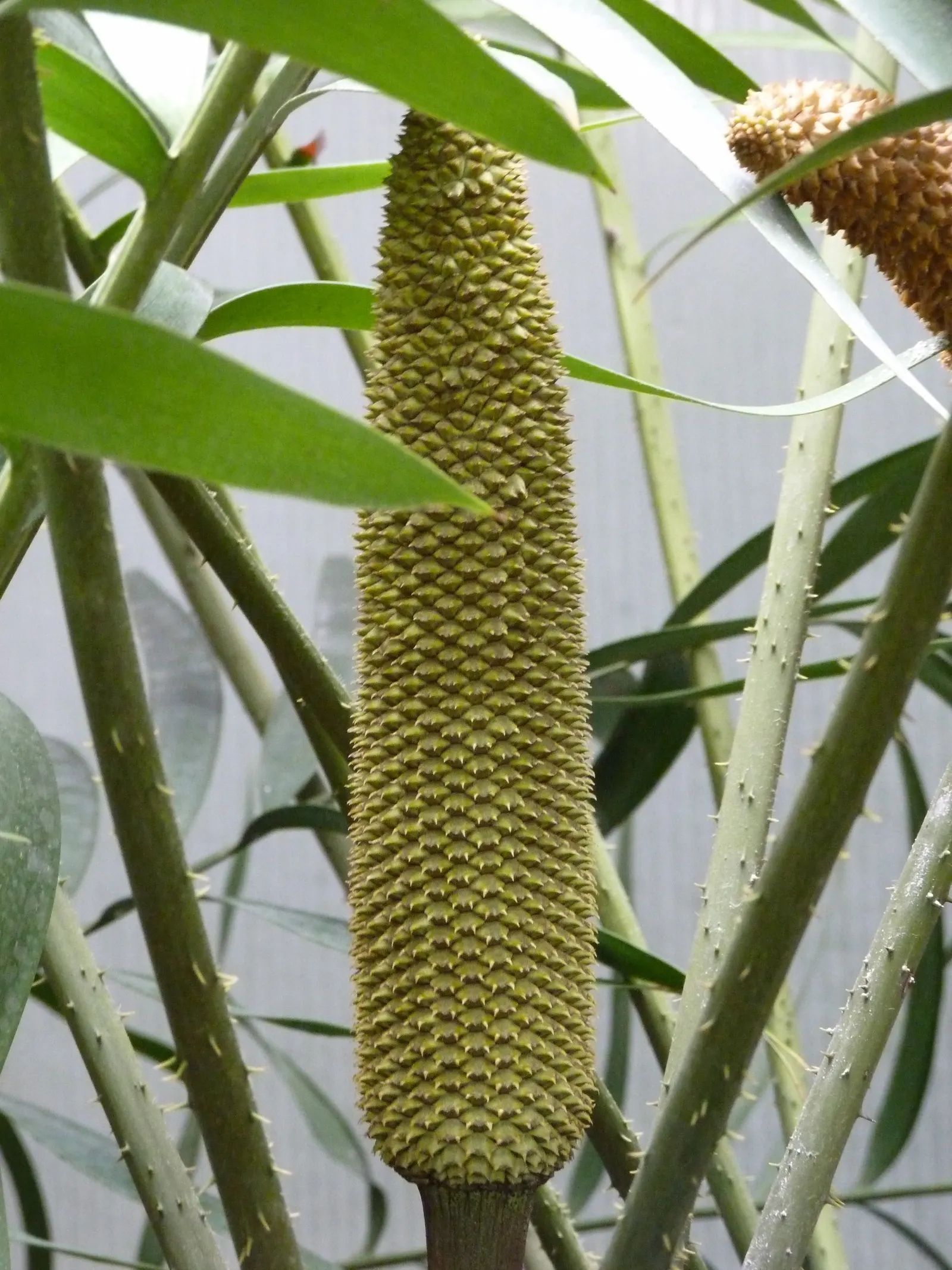 Mexican Horncone (Ceratozamia Mexicana) — Regular watering is essential during its active growth period; palm for shade, image 69