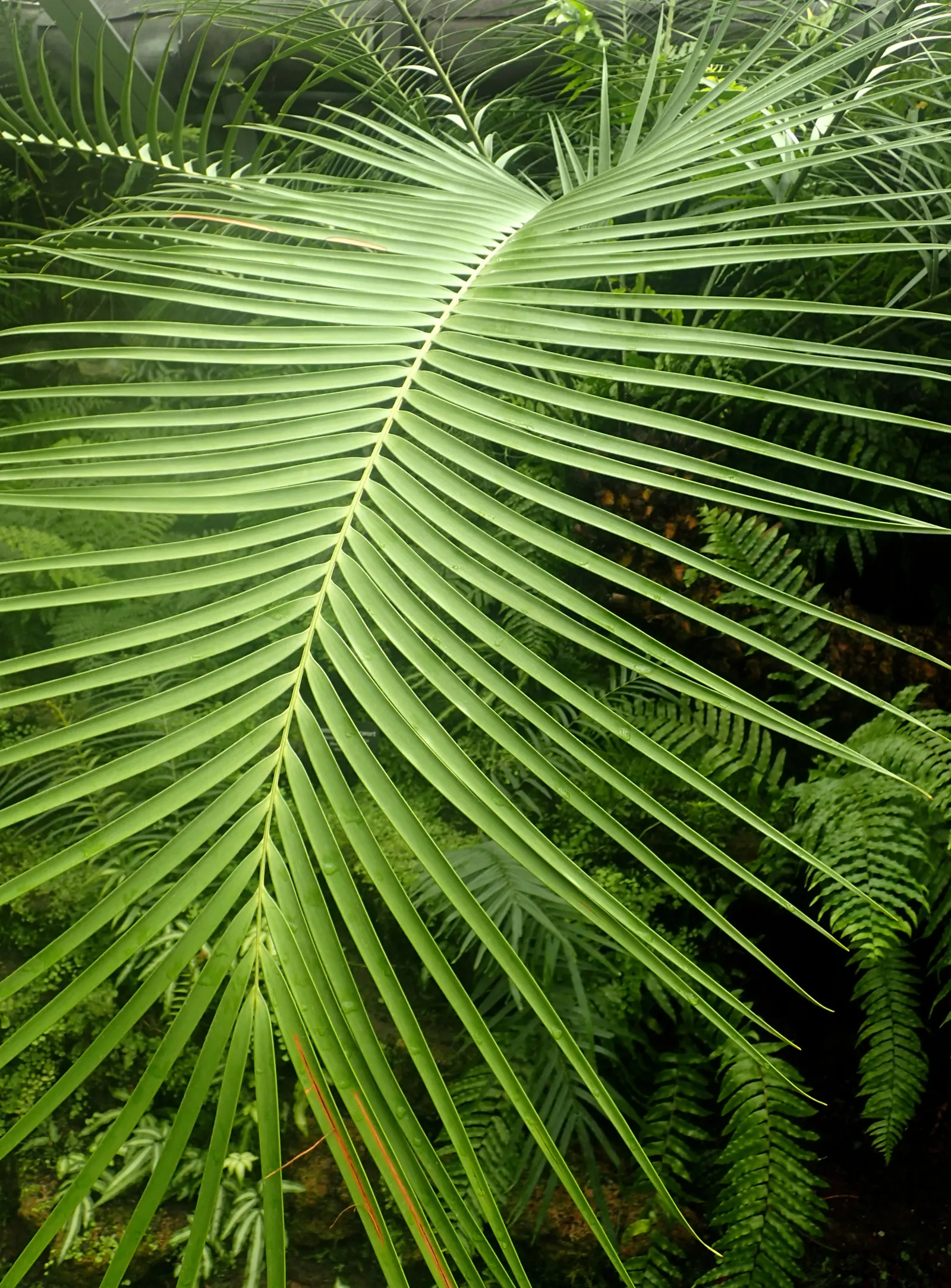 Mexican Horncone (Ceratozamia Mexicana) — It features arching, glossy green fronds reaching up to 3-6 feet in length