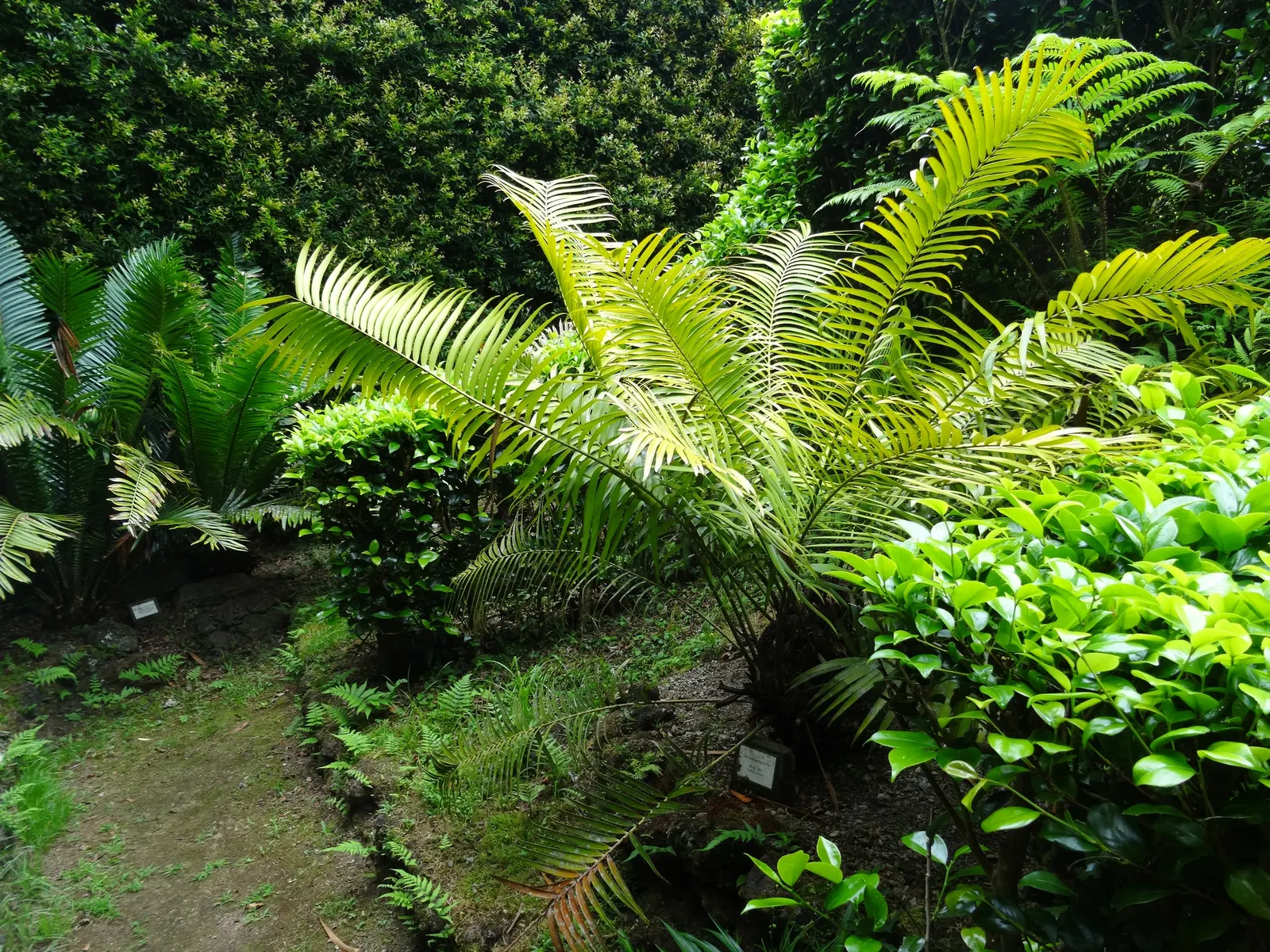 Mexican Horncone (Ceratozamia Mexicana) — the Mexican Horncone displays a rich; this evergreen perennial is well-regarded in landscape design for, image 108