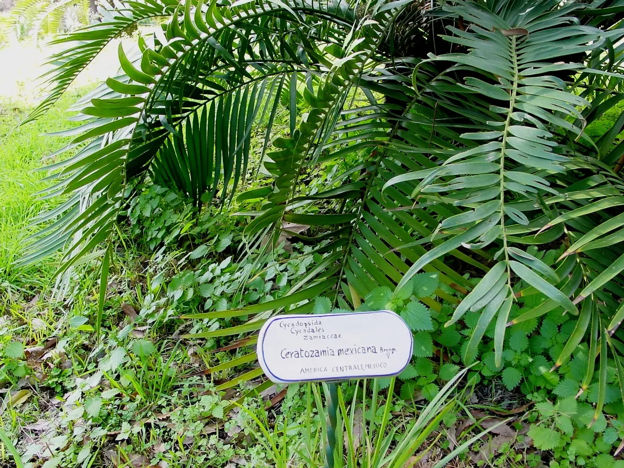 Mexican Horncone (Ceratozamia Mexicana) — low-maintenance focal point in shaded garden areas or as an elegant potted specimen; is a distinctive, image 101