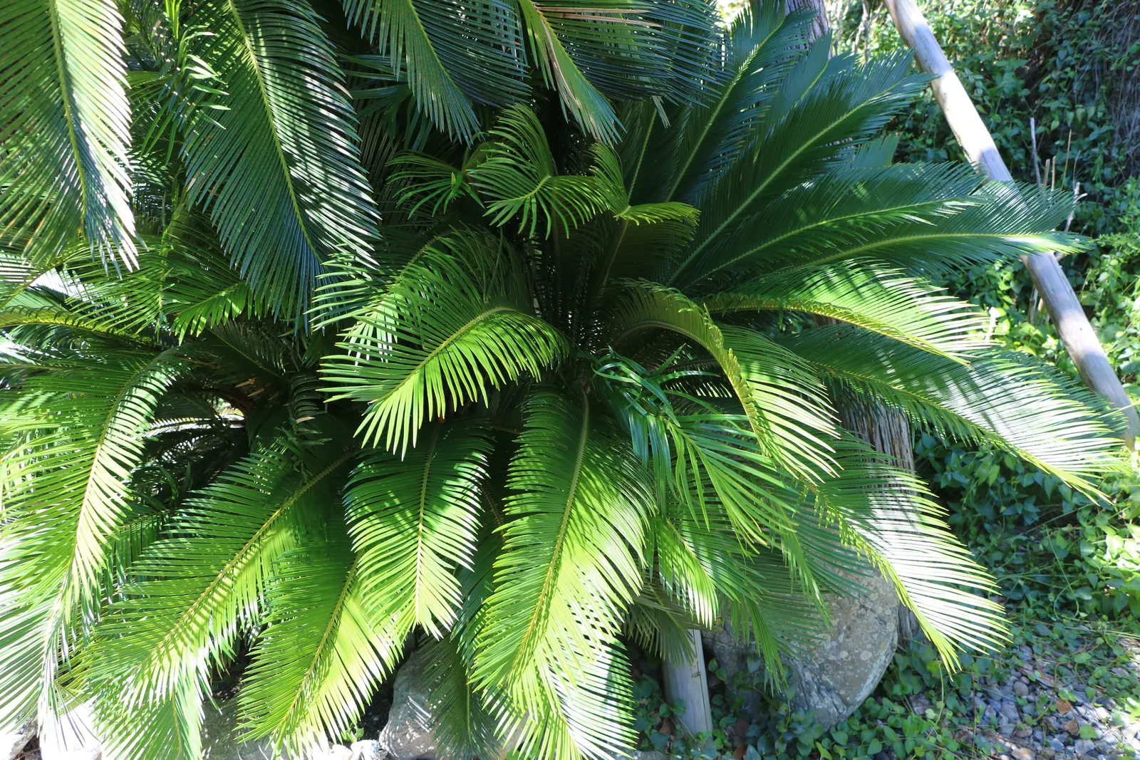 Mexican Horncone (Ceratozamia Mexicana) — It features arching, glossy green fronds reaching up to 3-6 feet in length; pinnate fronds that can reach, image 74