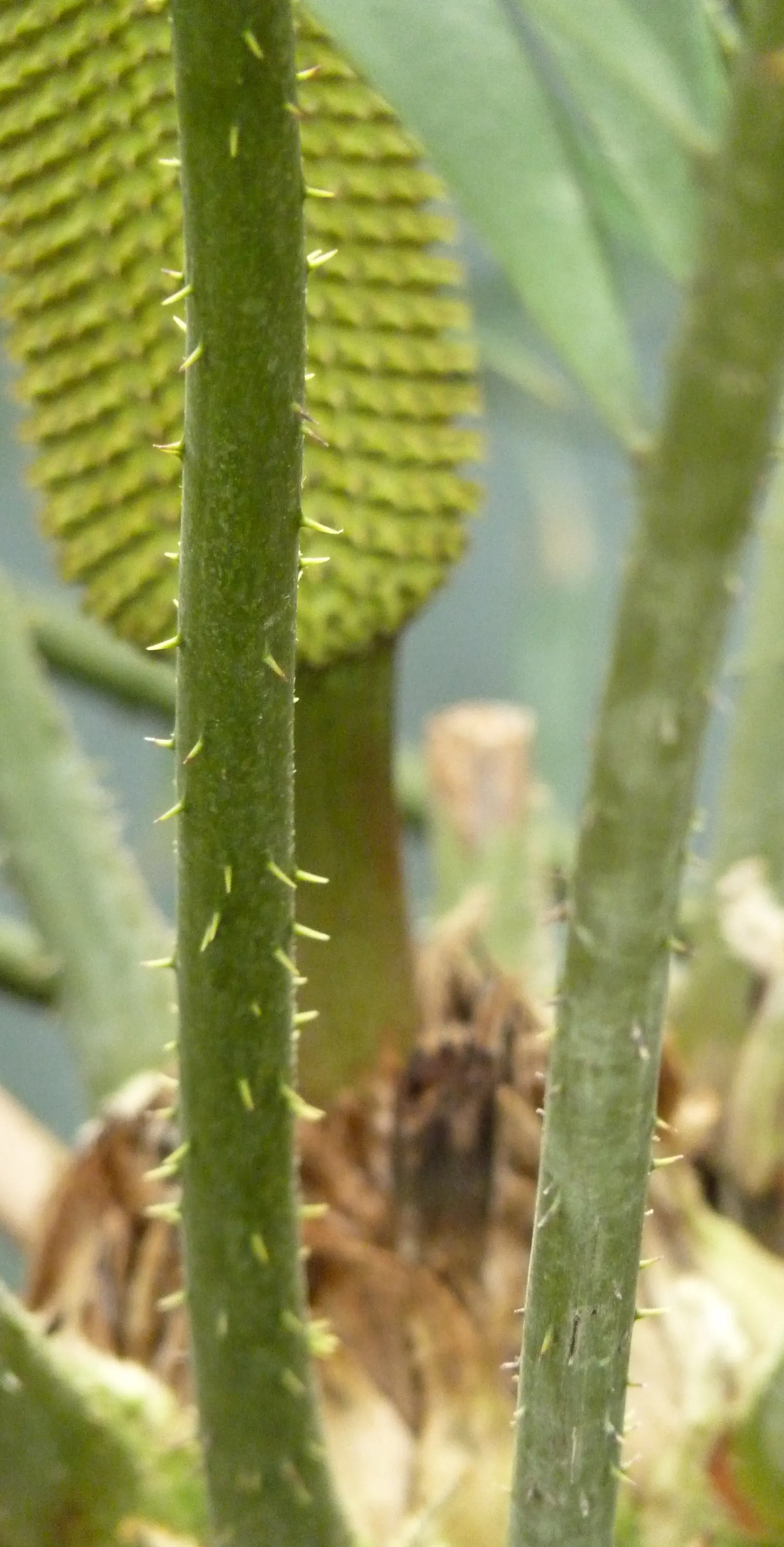 Mexican Horncone (Ceratozamia Mexicana) — palm for shade