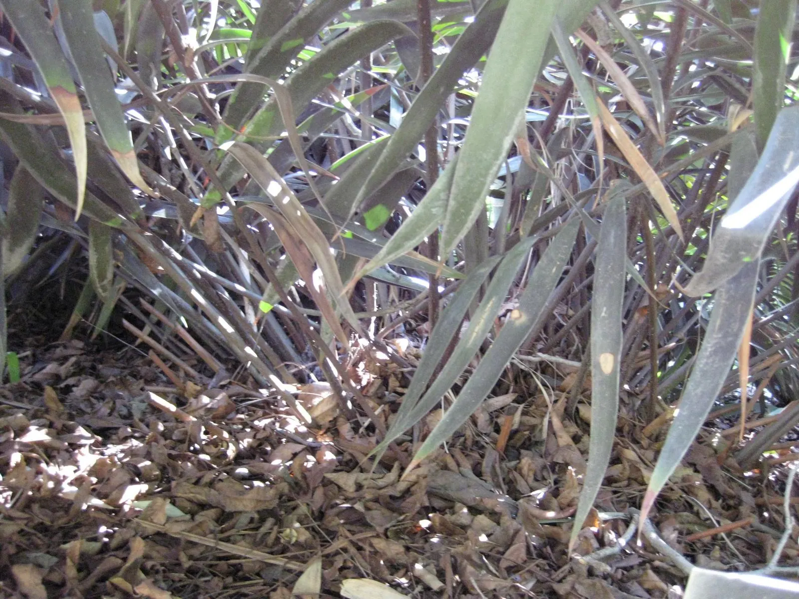 Mexican Horncone (Ceratozamia Mexicana) — with a slightly acidic to neutral pH balance