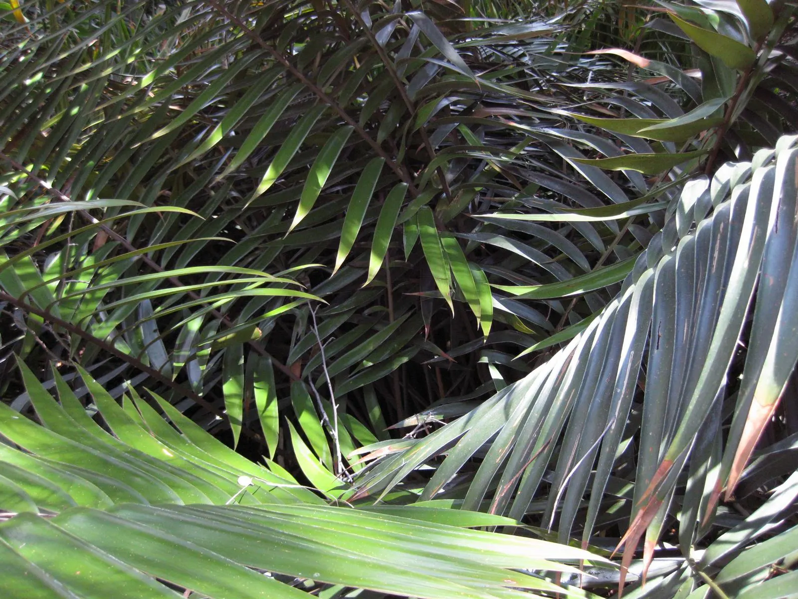 Mexican Horncone (Ceratozamia Mexicana) — This plant prefers partial shade and well-drained soil, with moderate water requirements; when establishing the plant