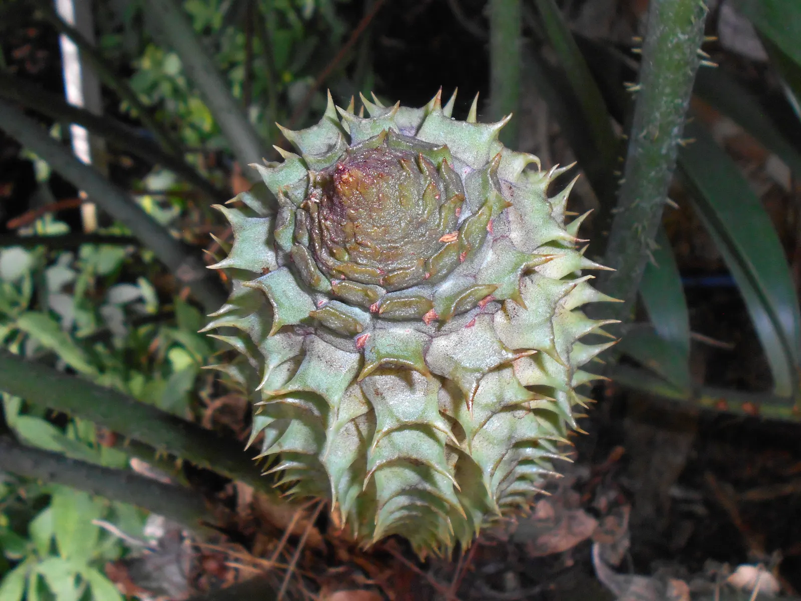 Mexican Horncone (Ceratozamia Mexicana) — The Mexican Horncone, Ceratozamia mexicana, is a slow-growing cycad endemic to Mexico