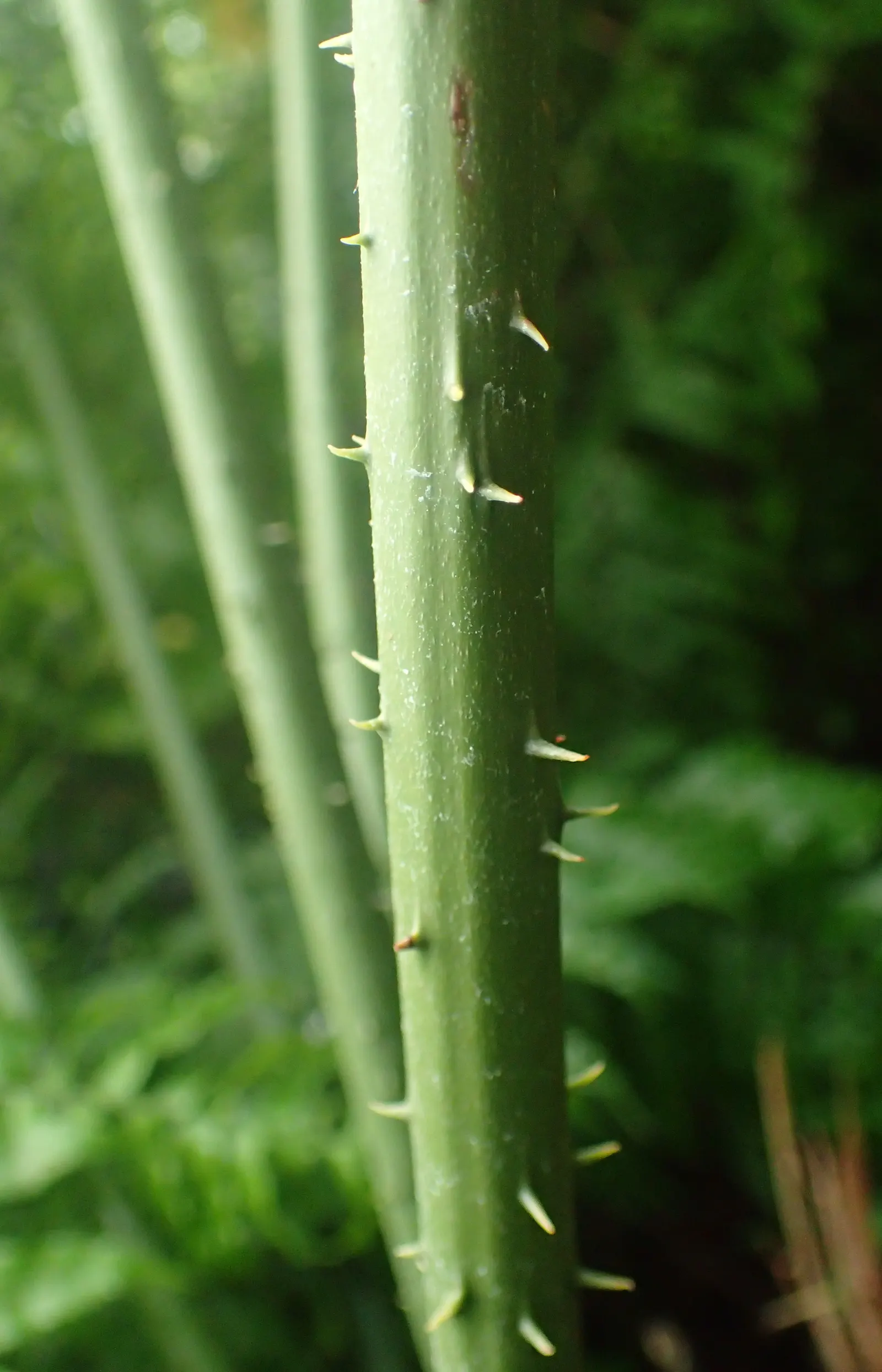 Mexican Horncone (Ceratozamia Mexicana) — Soil conditions should be well-draining and rich in organic matter; the fronds emerge from a central caudex that