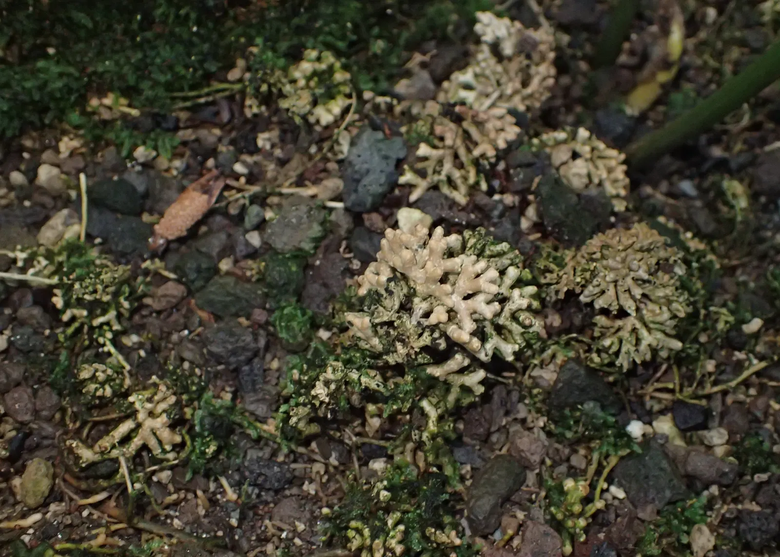 Mexican Horncone (Ceratozamia Mexicana) — scientifically referred to as Ceratozamia mexicana; though the plant can withstand short dry spells once established