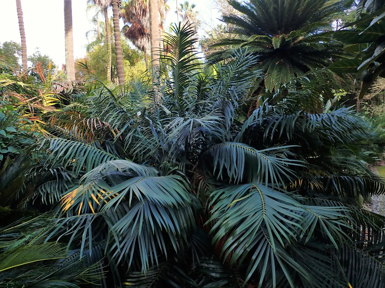 Mexican Horncone (Ceratozamia Mexicana) — palm for shade; regular watering is essential during its active growth period, image 96