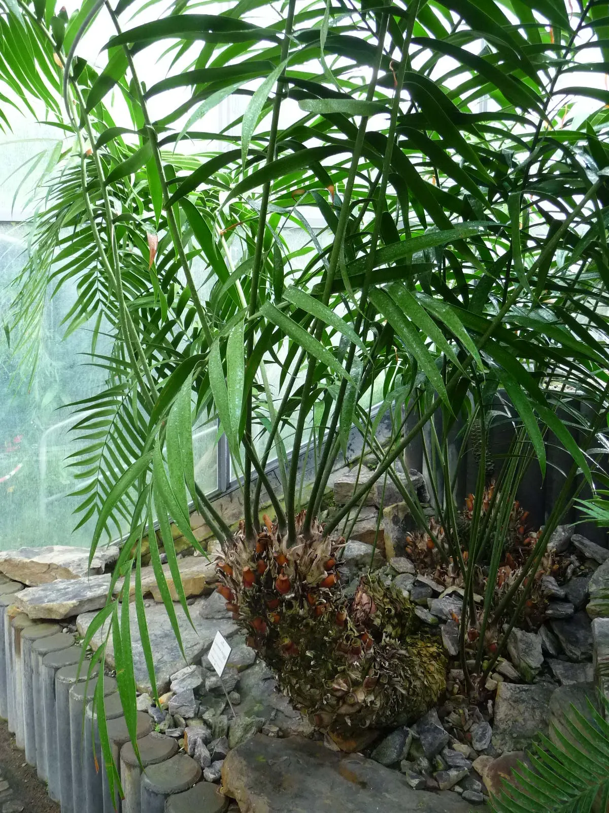 Mexican Horncone (Ceratozamia Mexicana) — scientifically referred to as Ceratozamia mexicana; though the plant can withstand short dry spells once, image 103