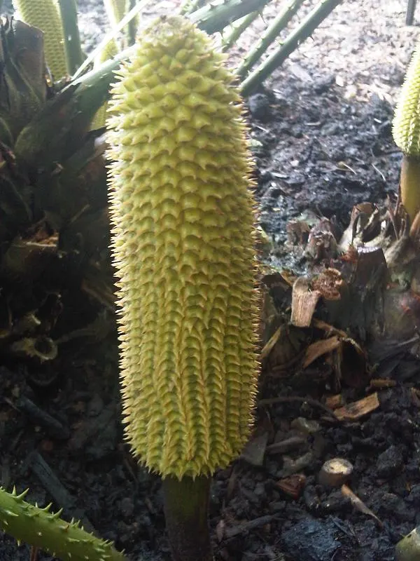 Mexican Horncone (Ceratozamia Mexicana) — low-upkeep feature that can captivate for decades; indicating that this plant is a slow-grower and long-lived specimen
