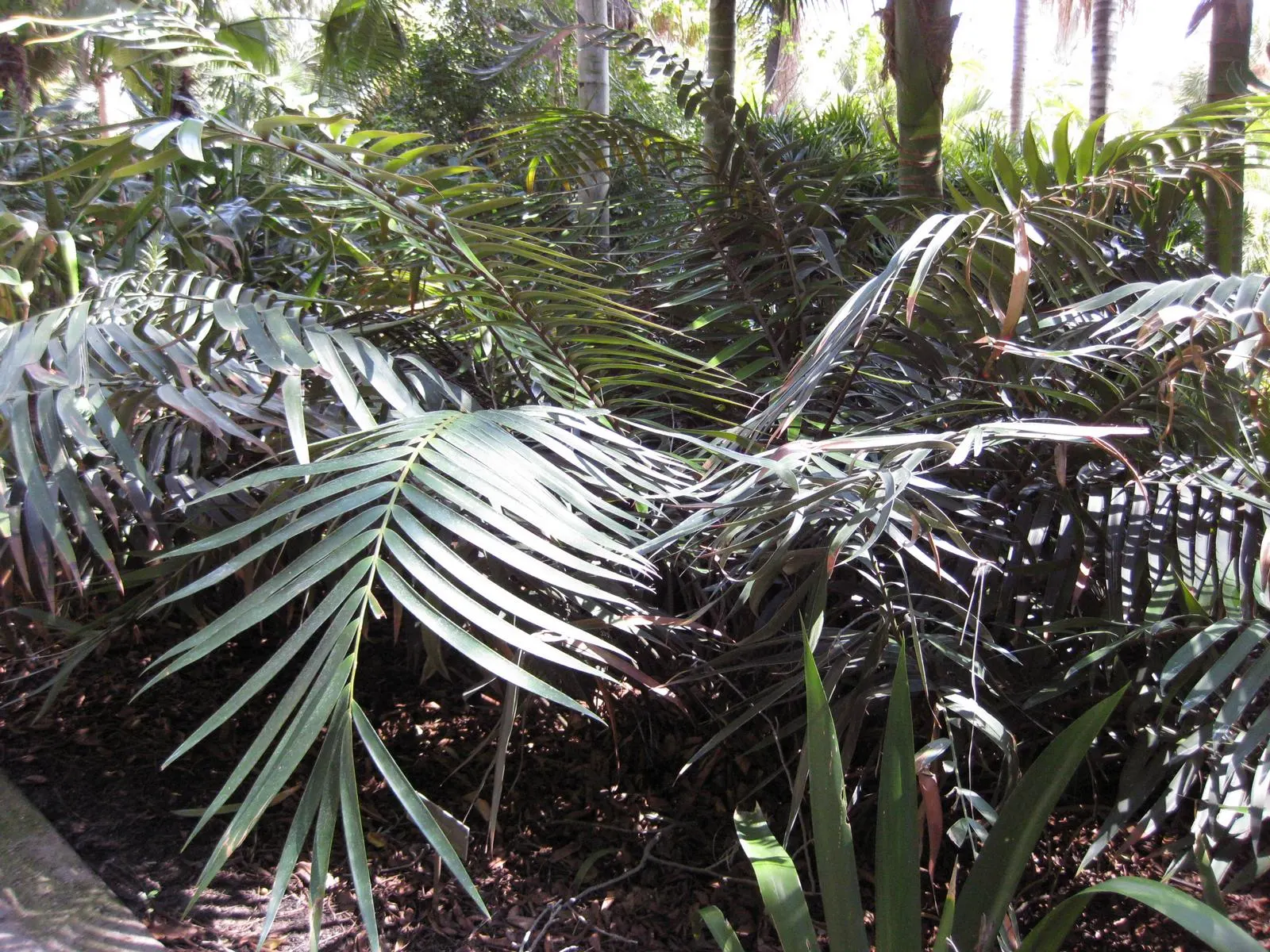 Mexican Horncone (Ceratozamia Mexicana) — Regular watering is essential during its active growth period