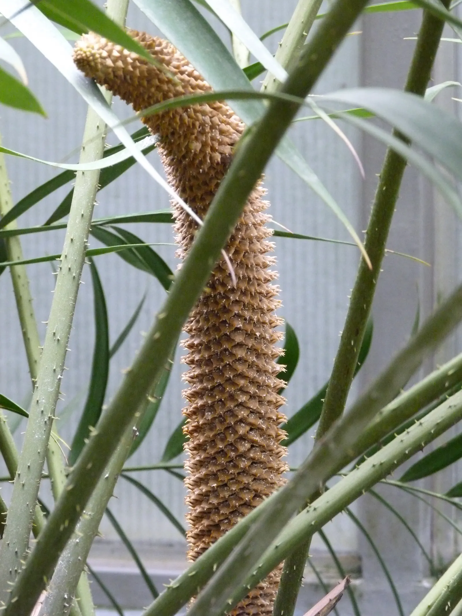 Mexican Horncone (Ceratozamia Mexicana) — is a distinctive cycad native to the forests of Eastern Mexico